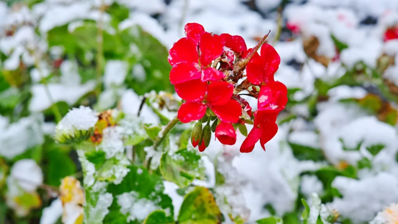 How to save geranium if the flower wilted