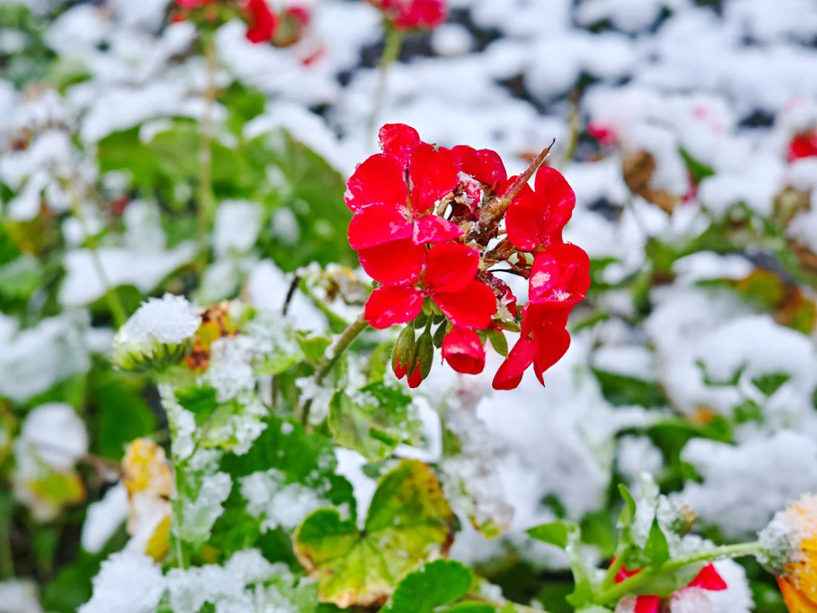 How To Store Geraniums Over Winter