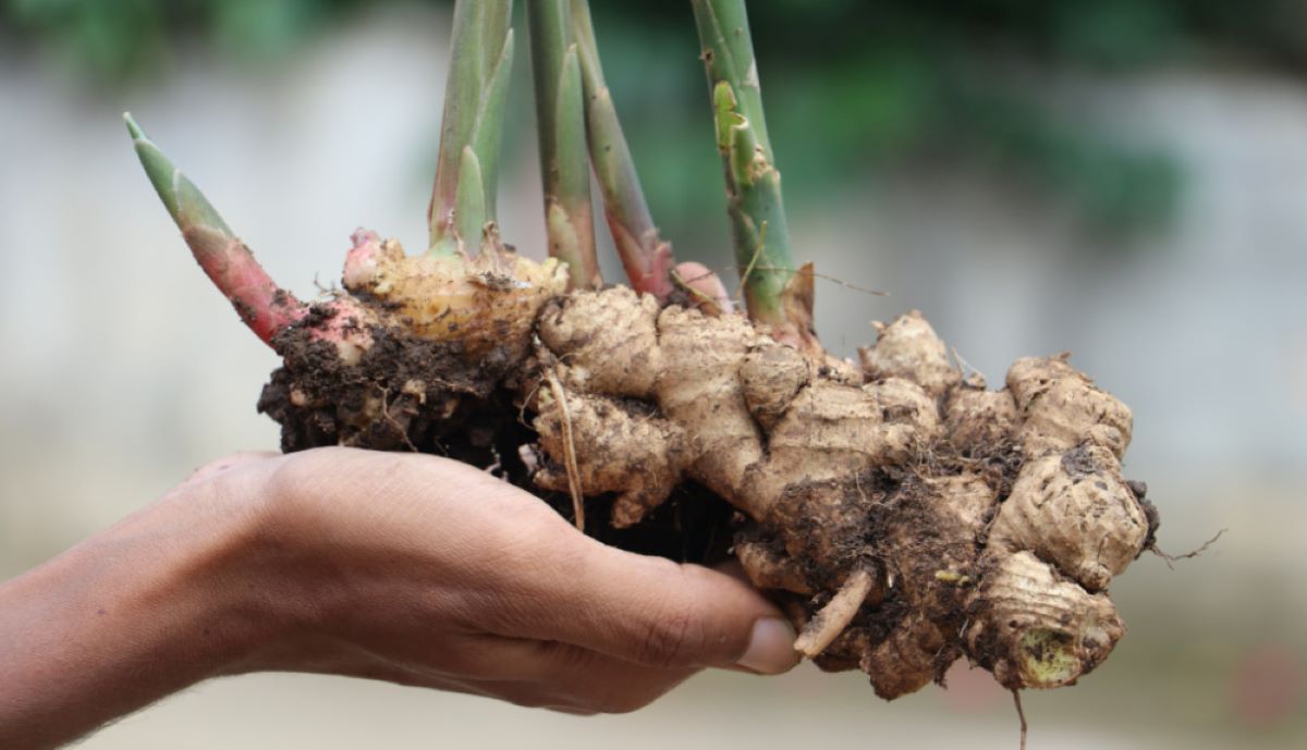 How To Store Ginger Root At Home