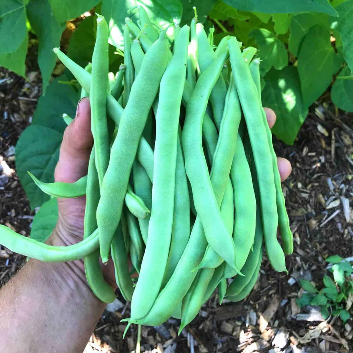 How To Store Green Beans From Garden