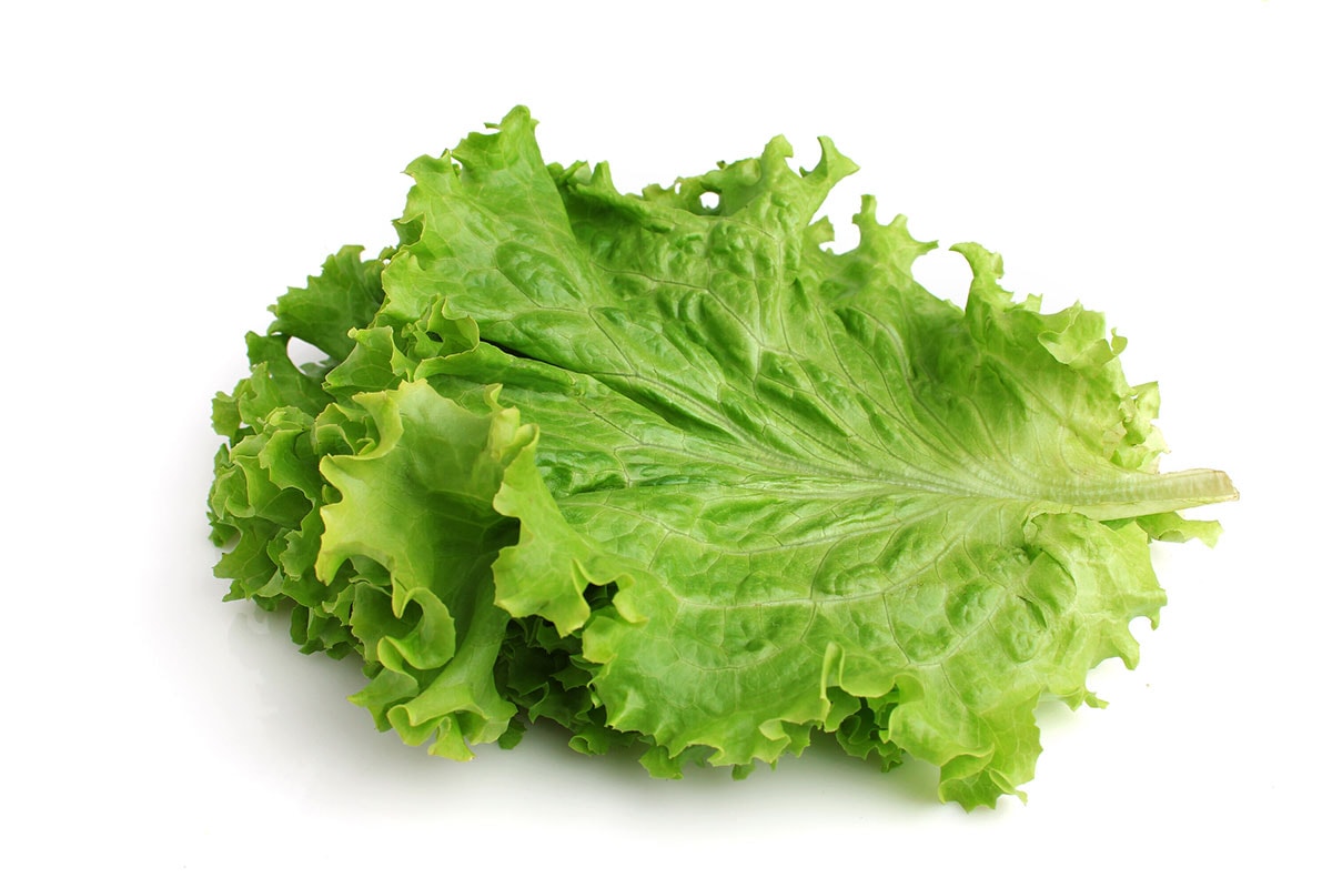 How To Store Green Leaf Lettuce