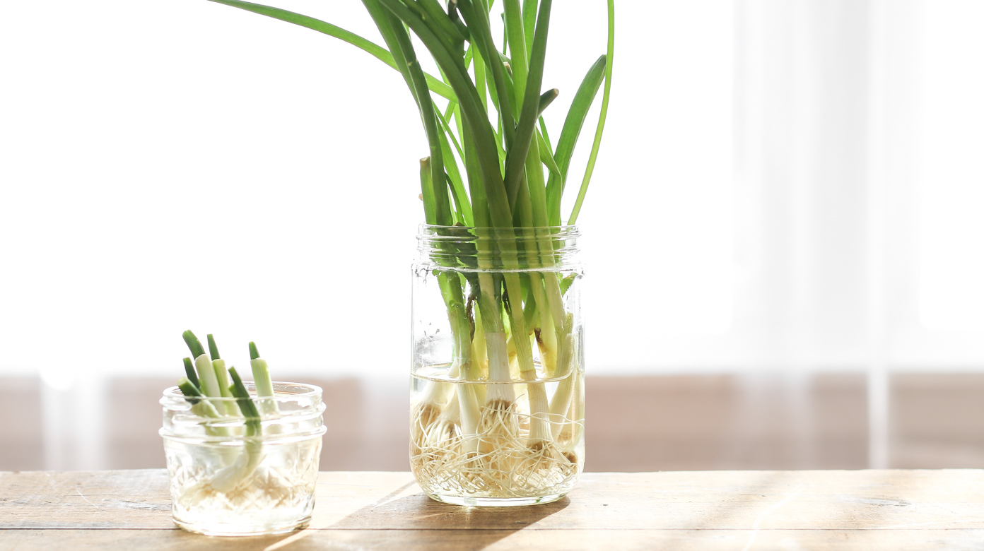 How To Store Green Onions In Water