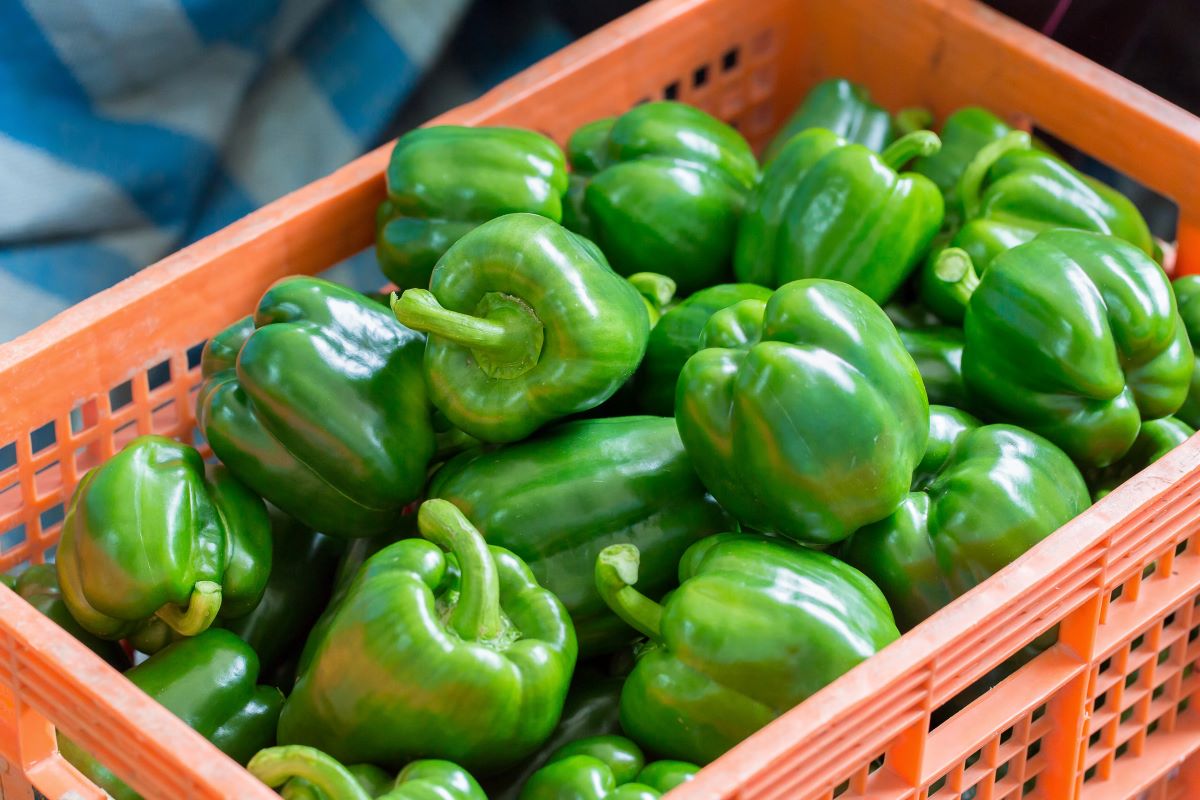 How To Store Green Peppers