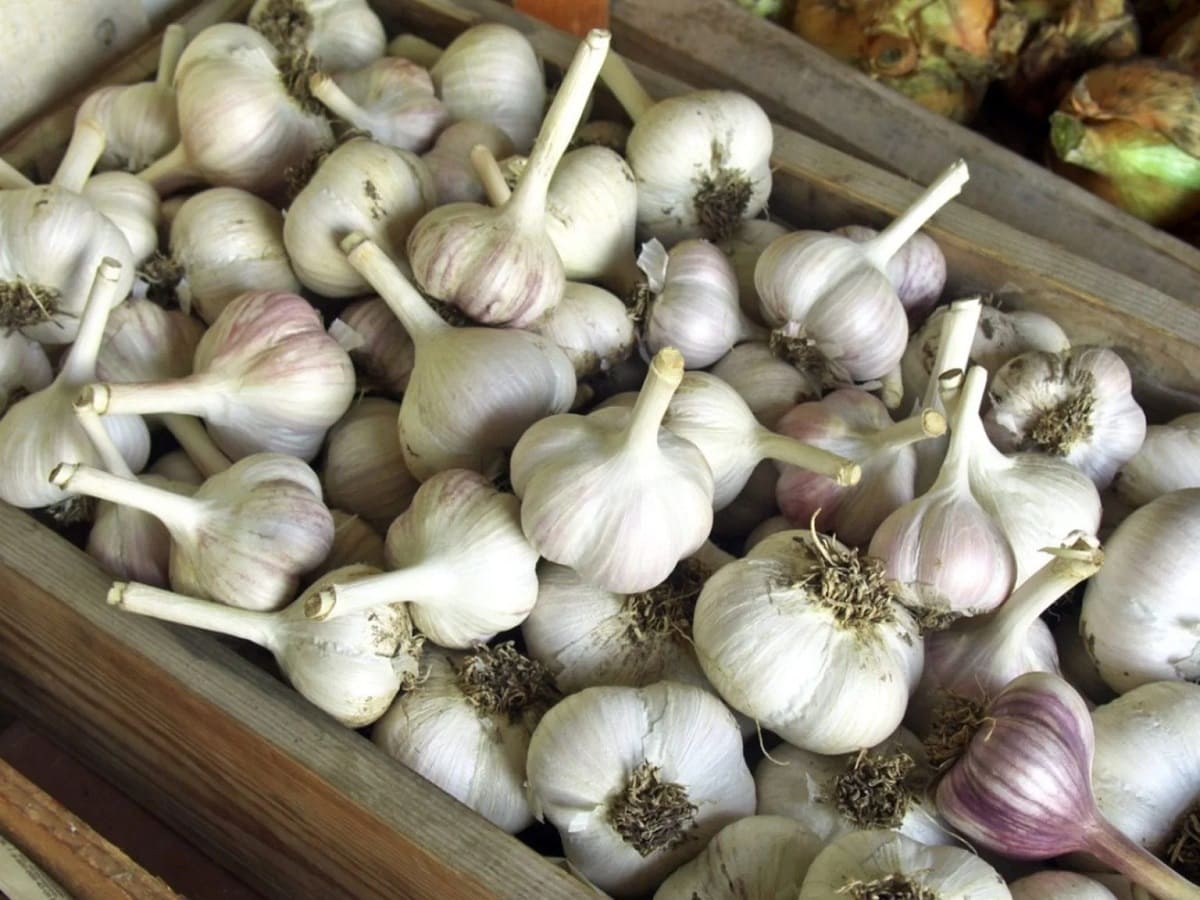 How To Store Hardneck Garlic