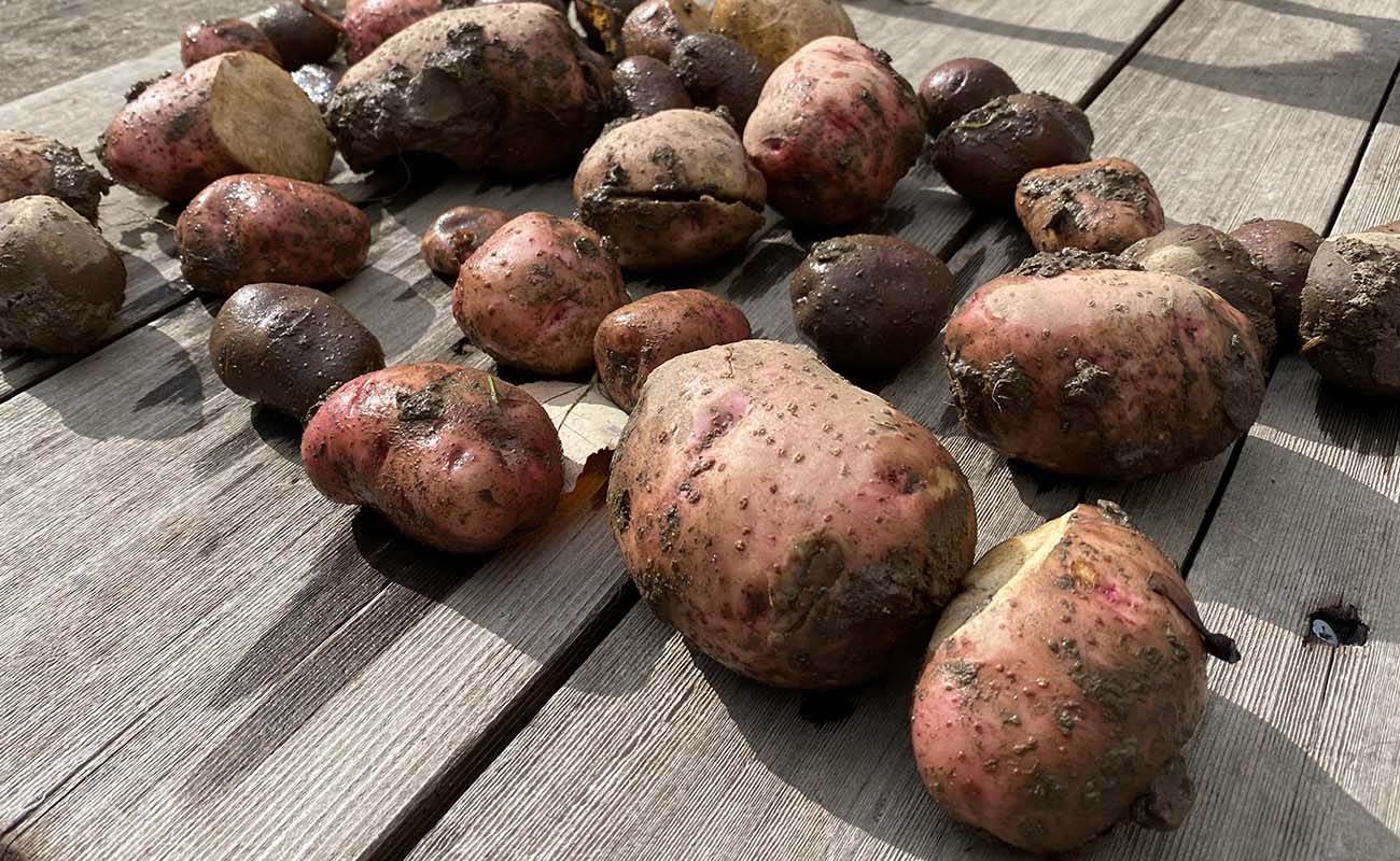 How To Store Homegrown Potatoes
