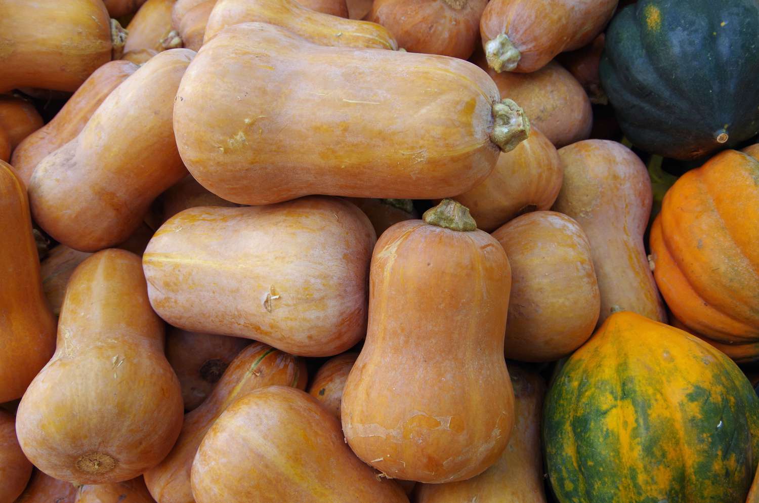 How To Store Honeynut Squash
