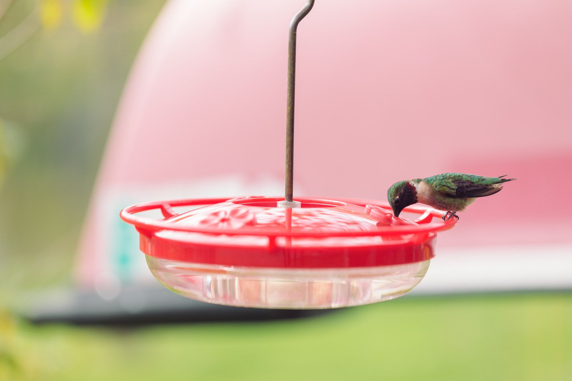How To Store Hummingbird Nectar