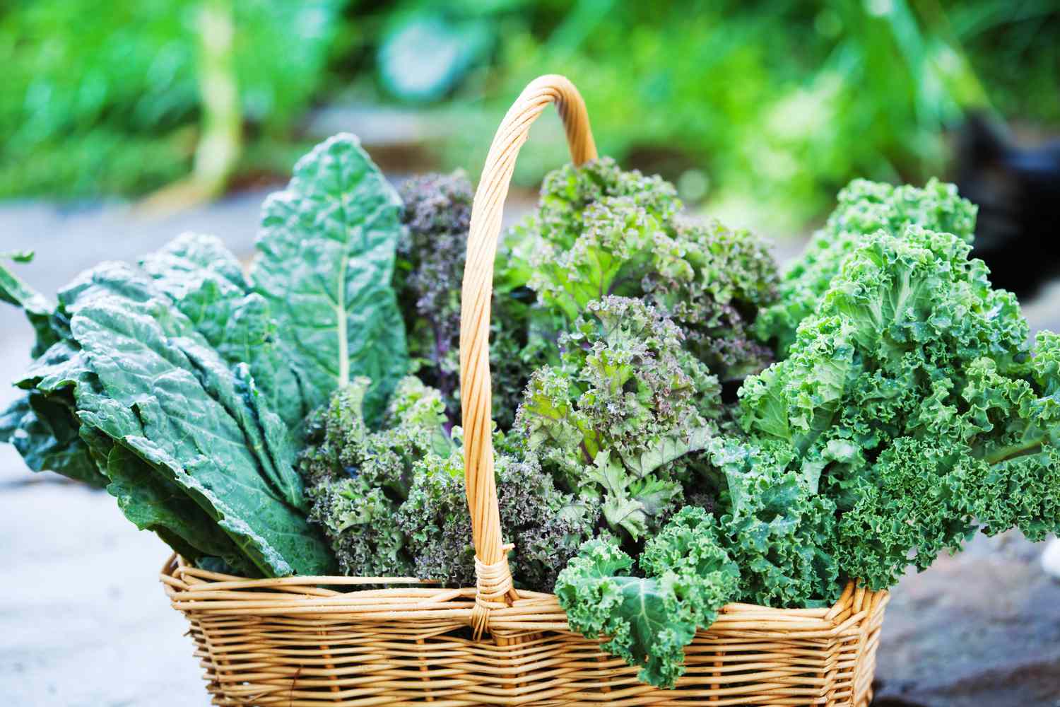 How To Store Kale From Garden