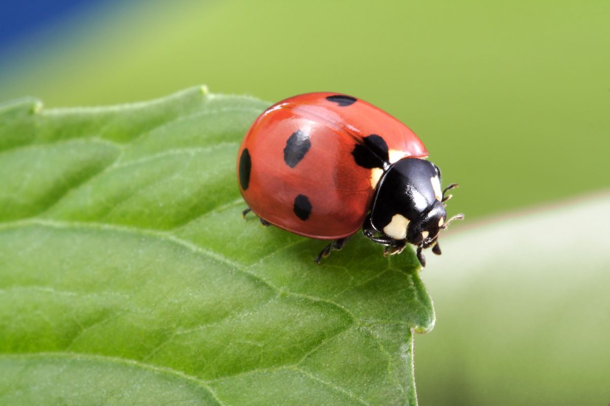 How To Store Ladybugs