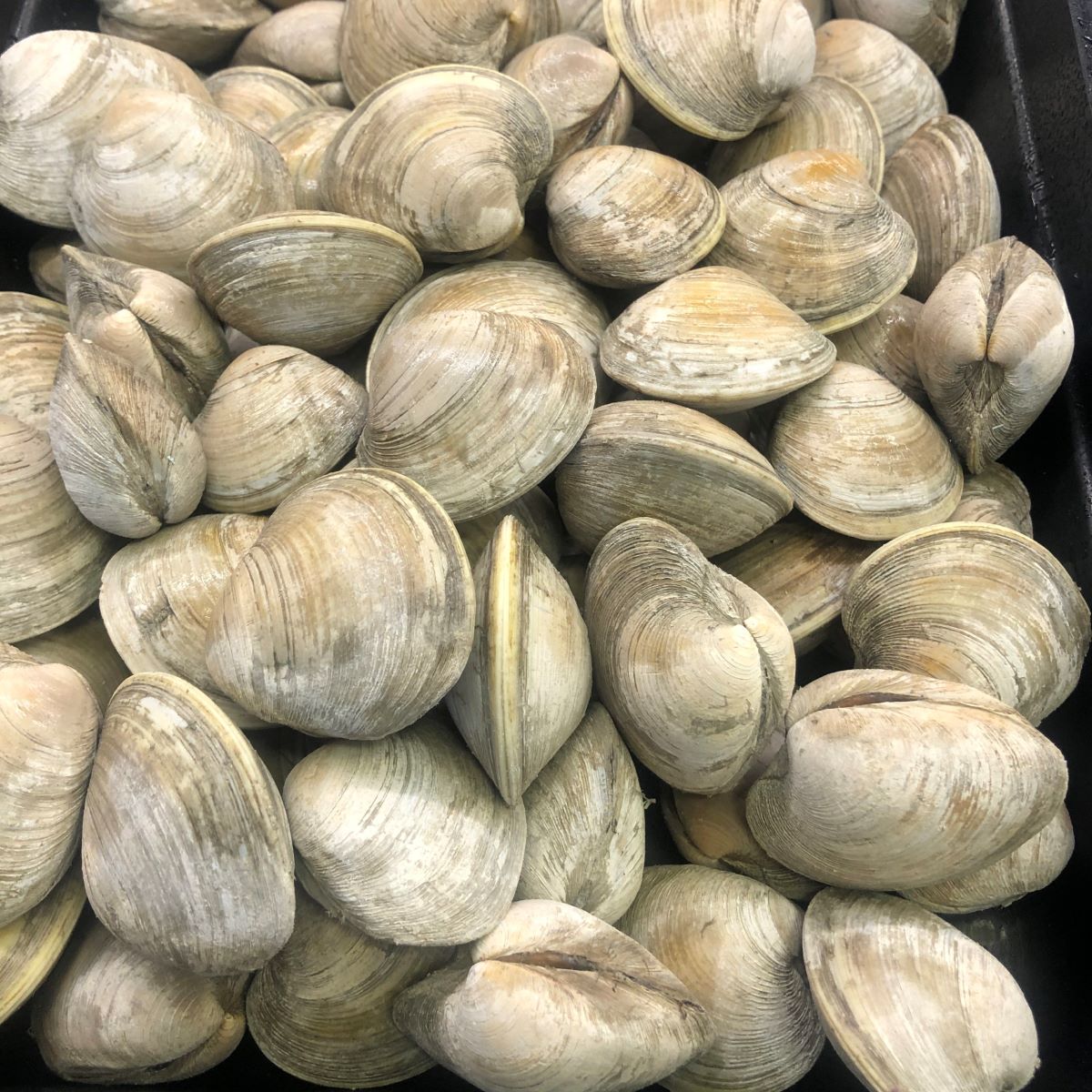 How To Store Little Neck Clams