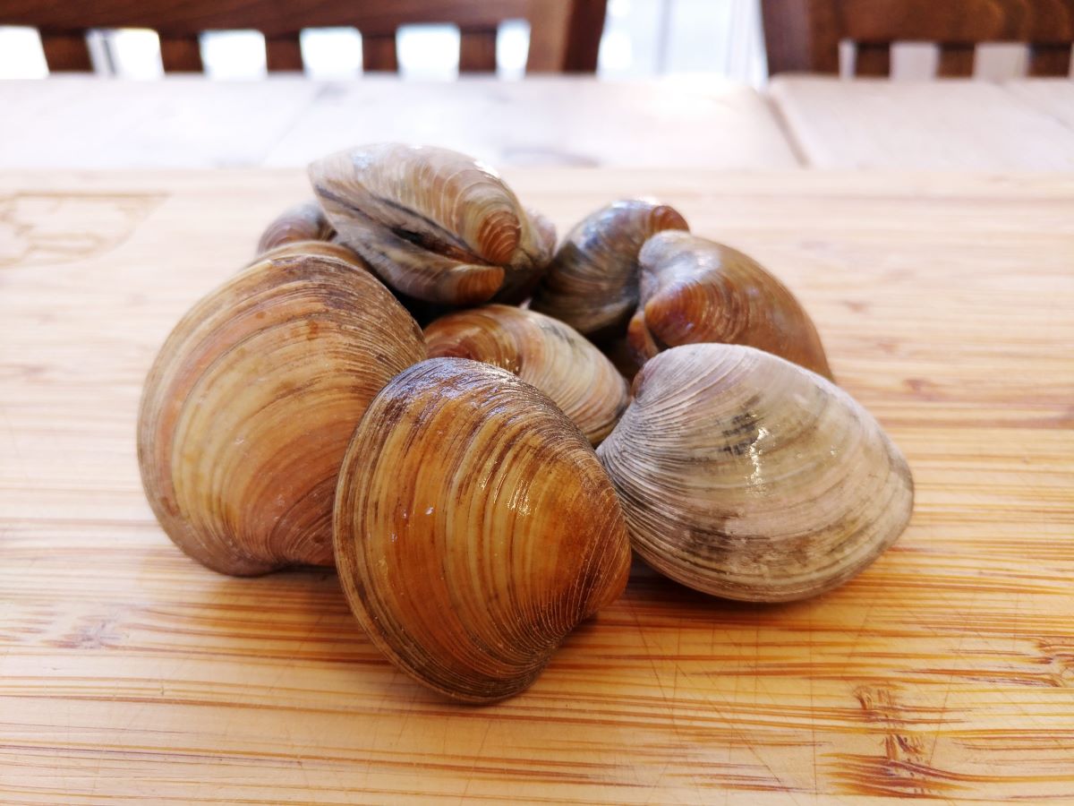 How To Store Little Neck Clams In Fridge