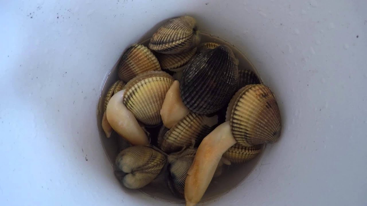 How To Store Live Clams