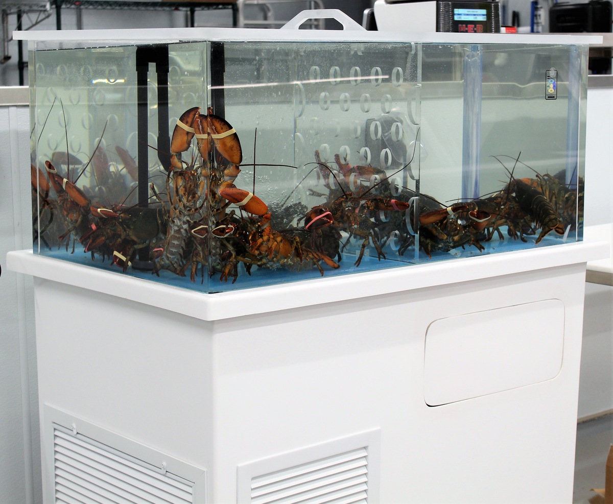 How To Store Live Lobsters