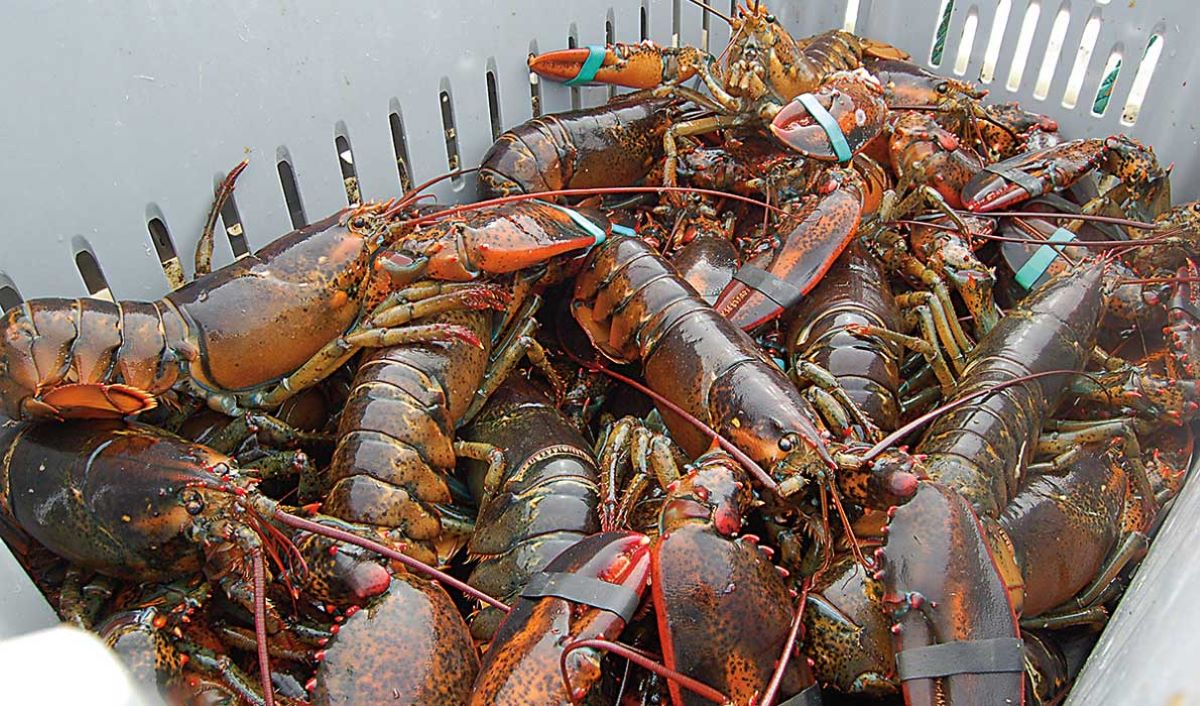 How To Store Live Lobsters Overnight