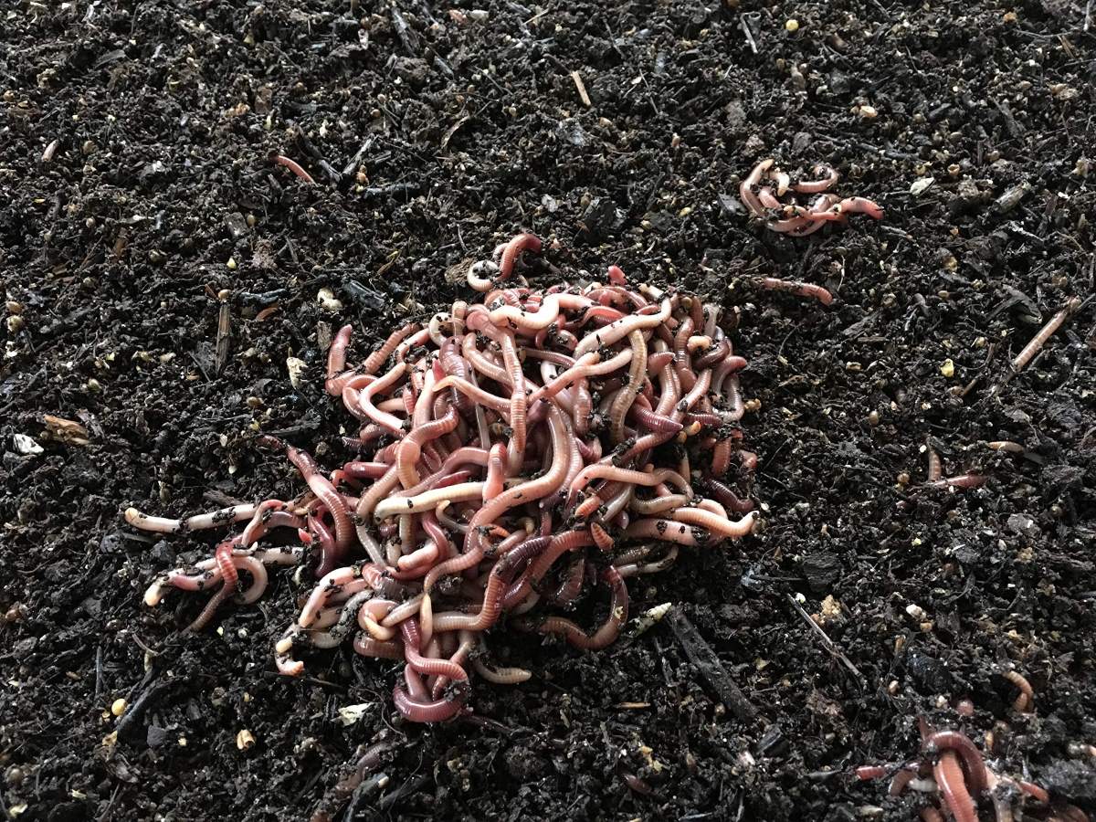 How To Store Live Worms