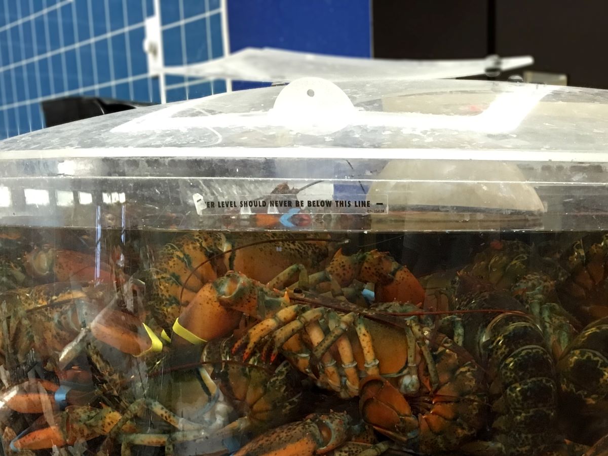 How To Store Lobster