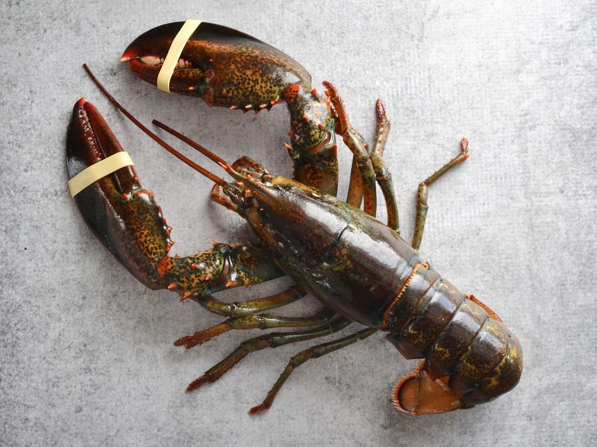 How To Store Lobsters Before Cooking