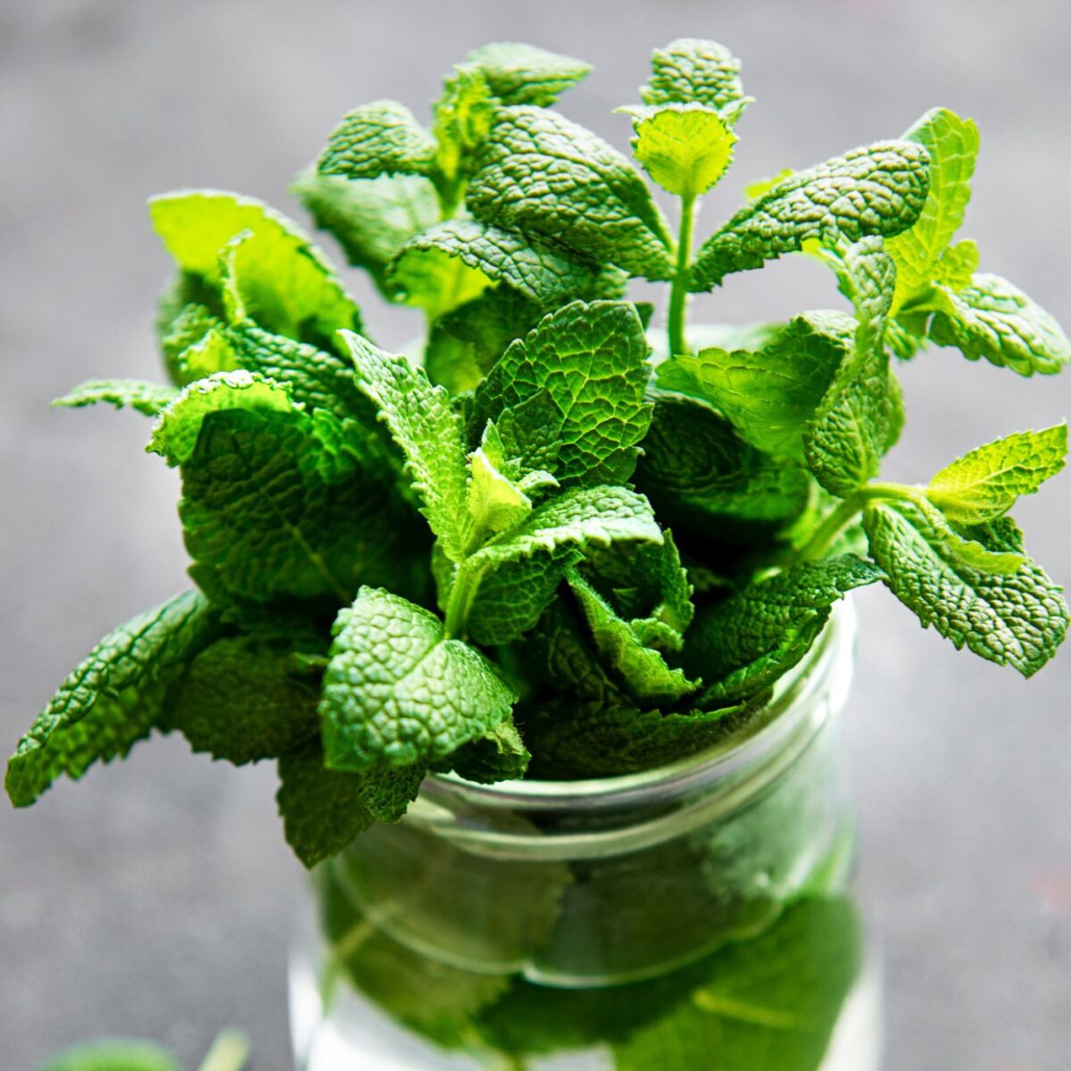 How To Store Mint Leaves Without Fridge