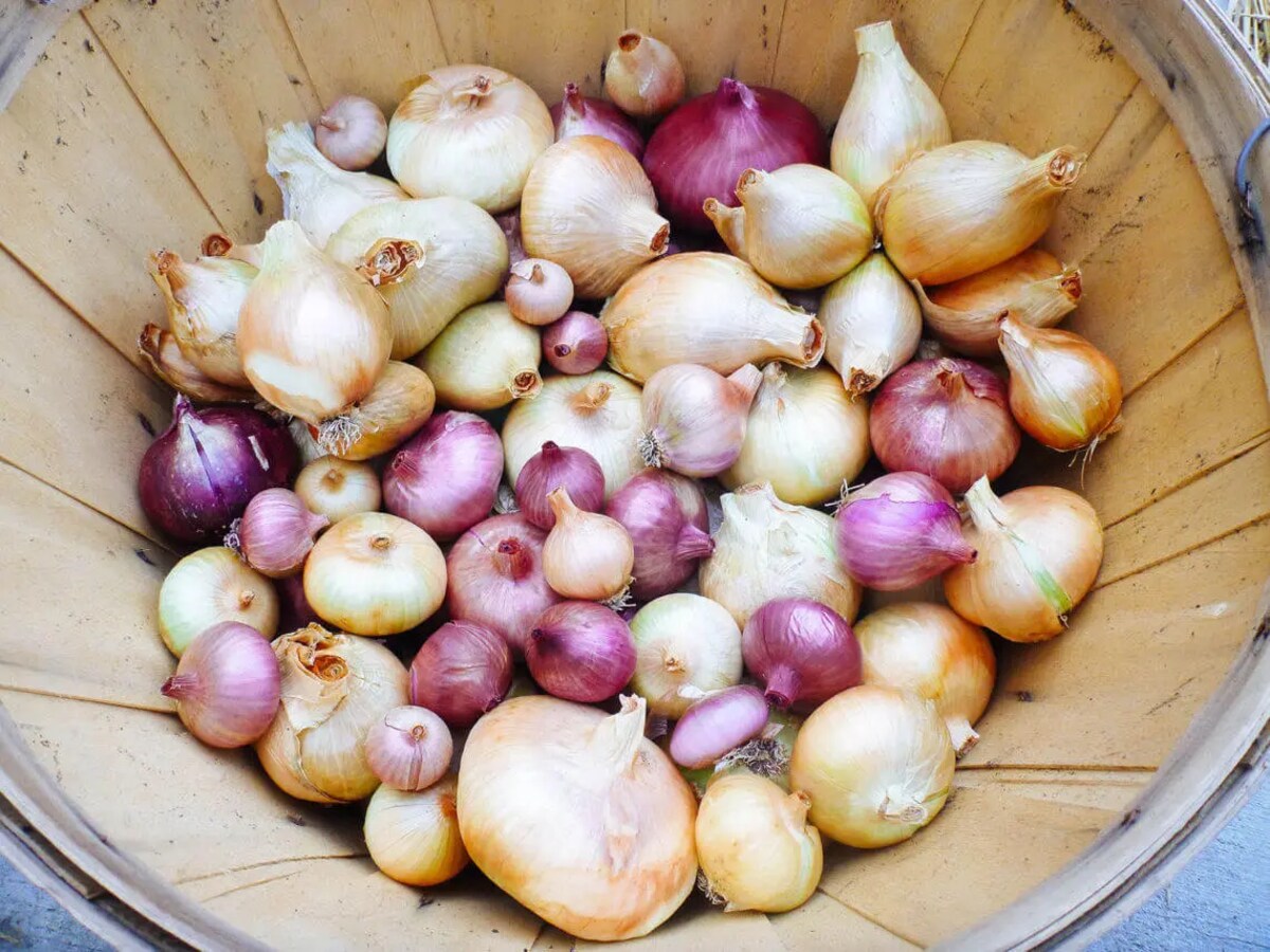 How To Store Onions