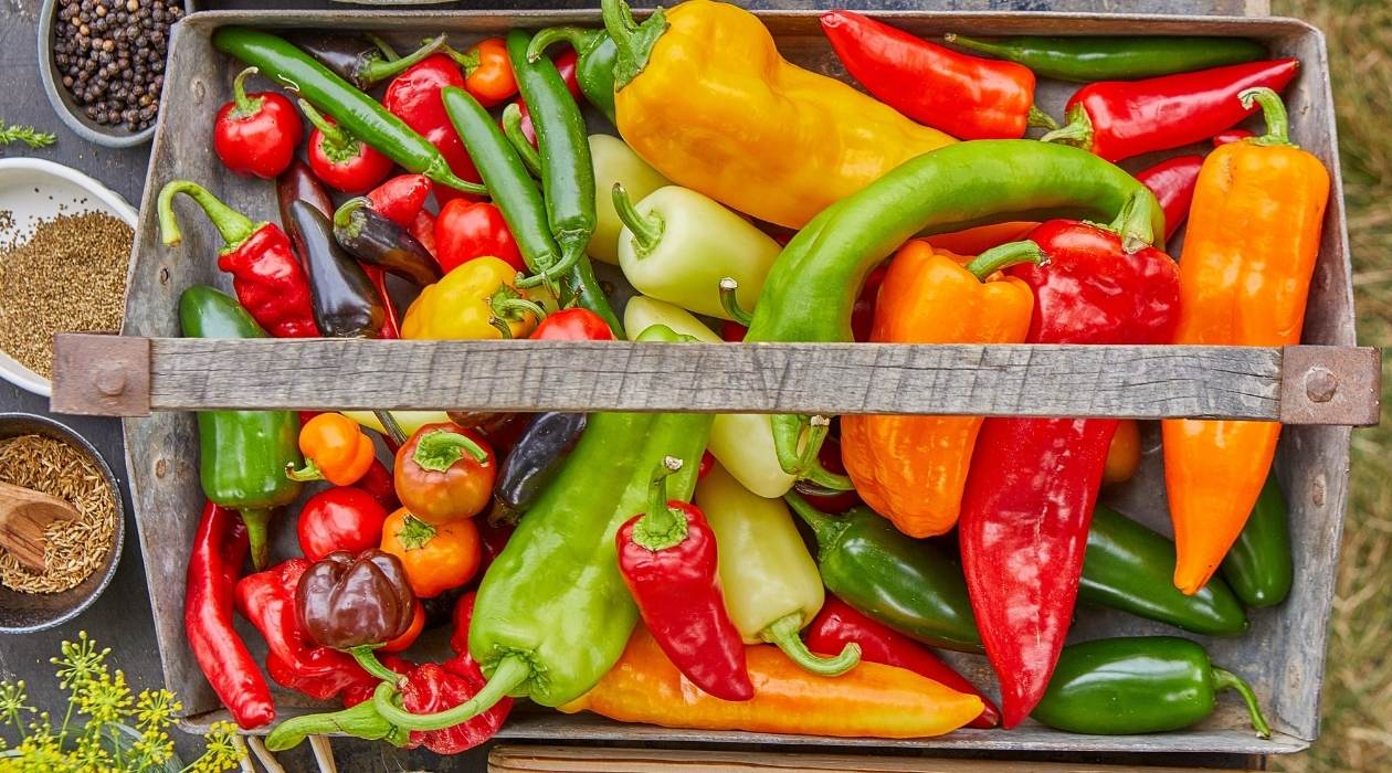 How To Store Peppers After Harvest
