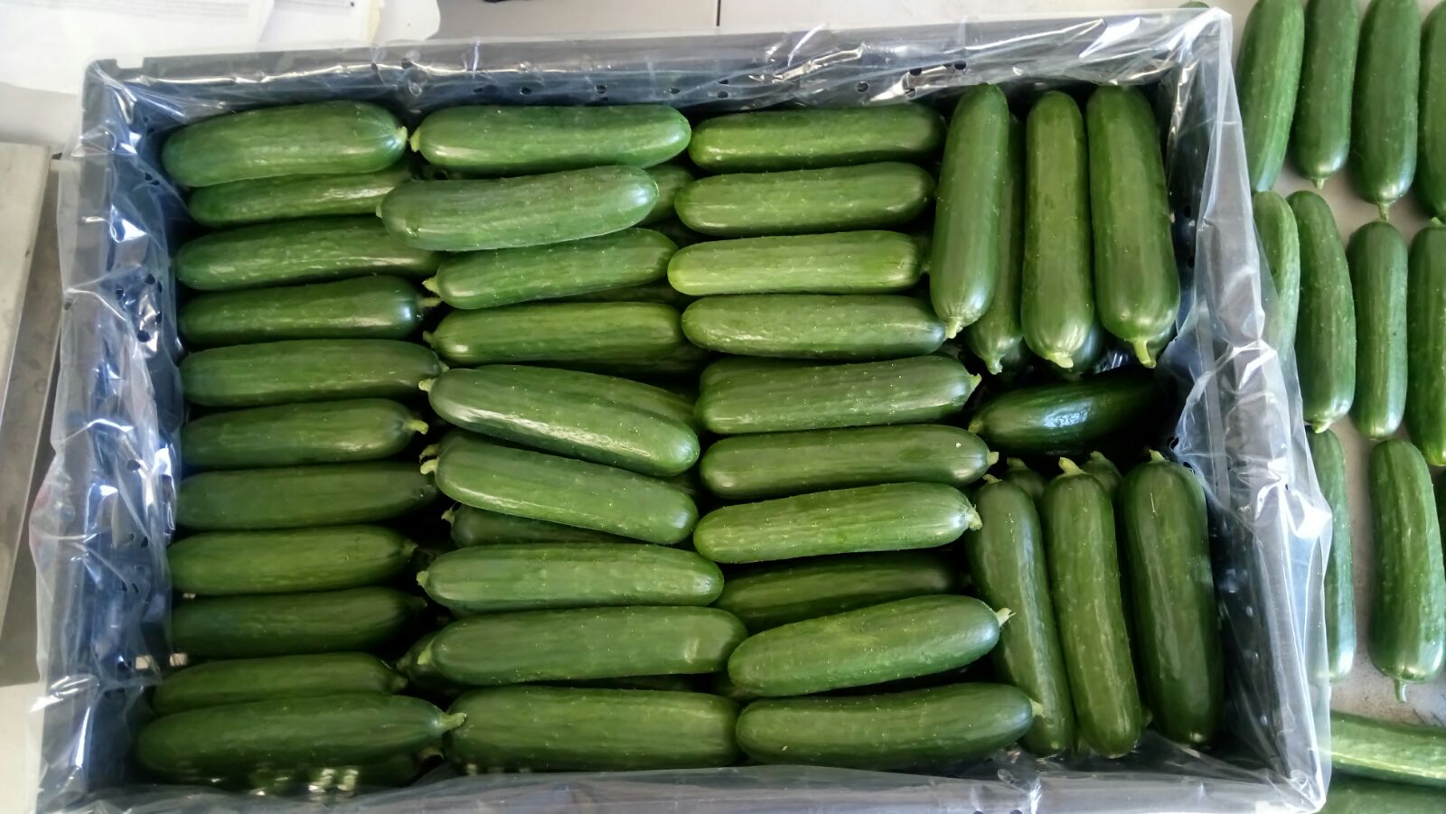 How To Store Persian Cucumbers