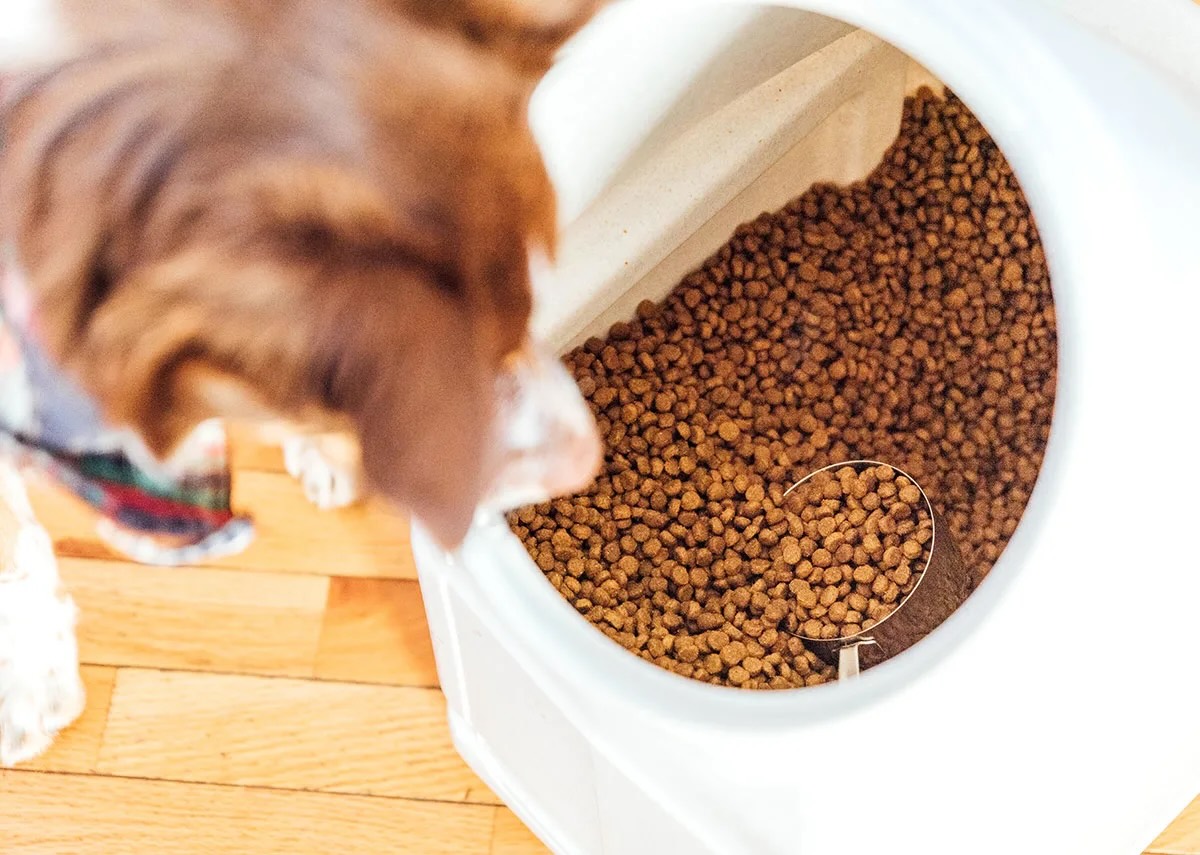 How To Store Pet Food