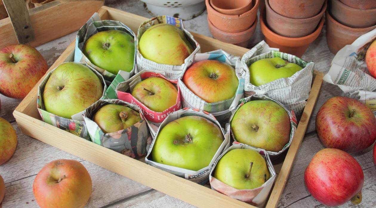 How To Store Picked Apples