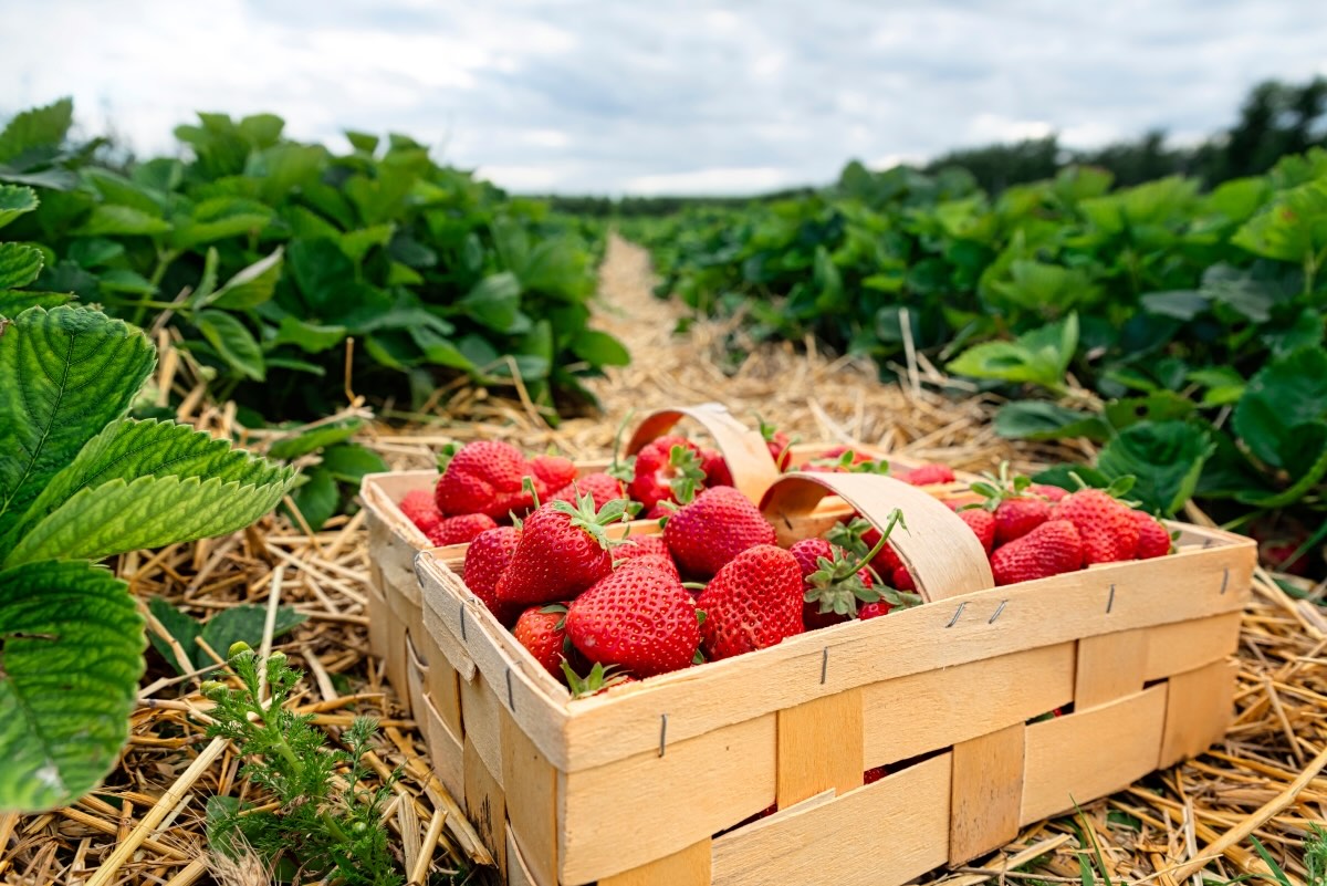 How To Store Picked Strawberries