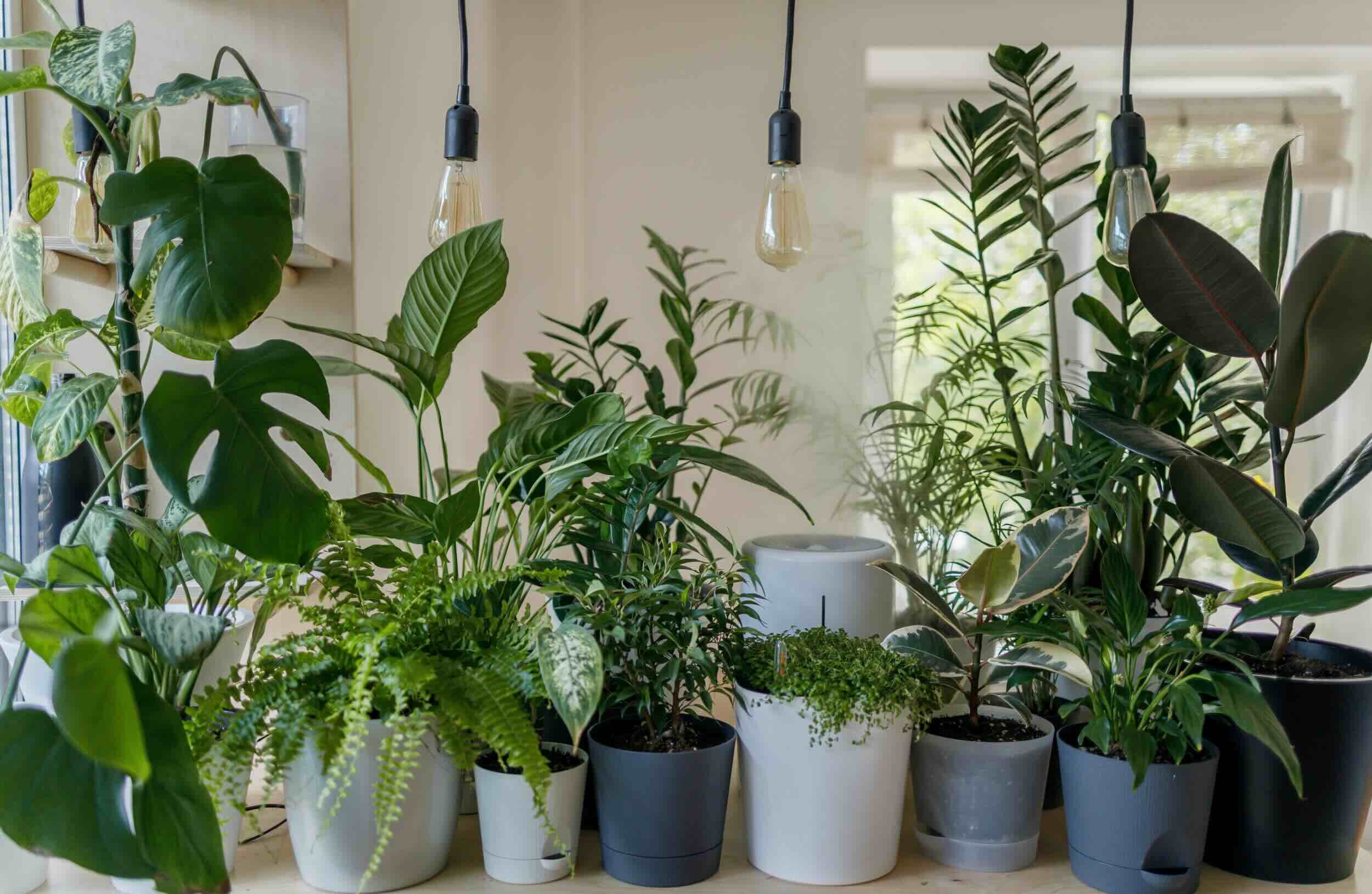 How To Store Plants During Winter