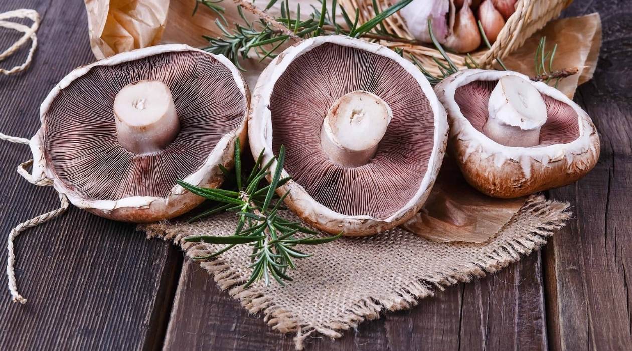 How To Store Portobello Mushrooms