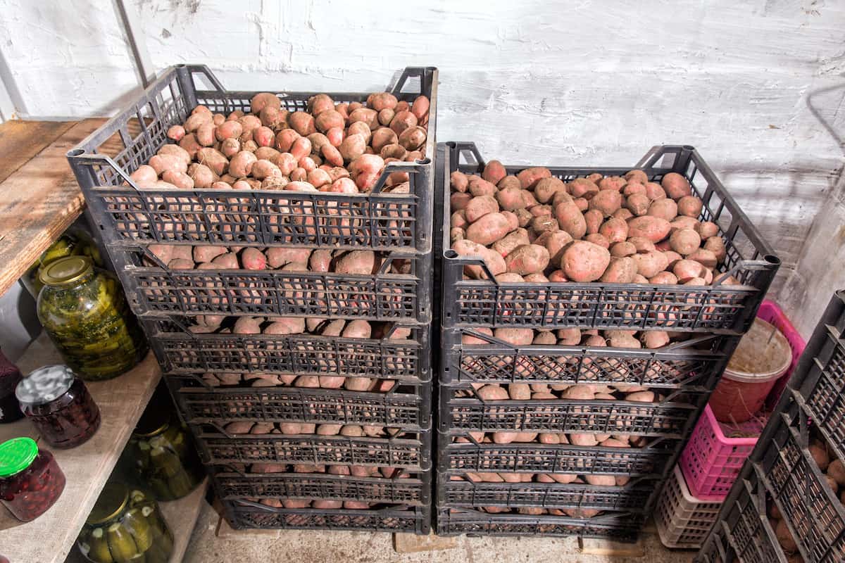 How To Store Potatoes For Winter