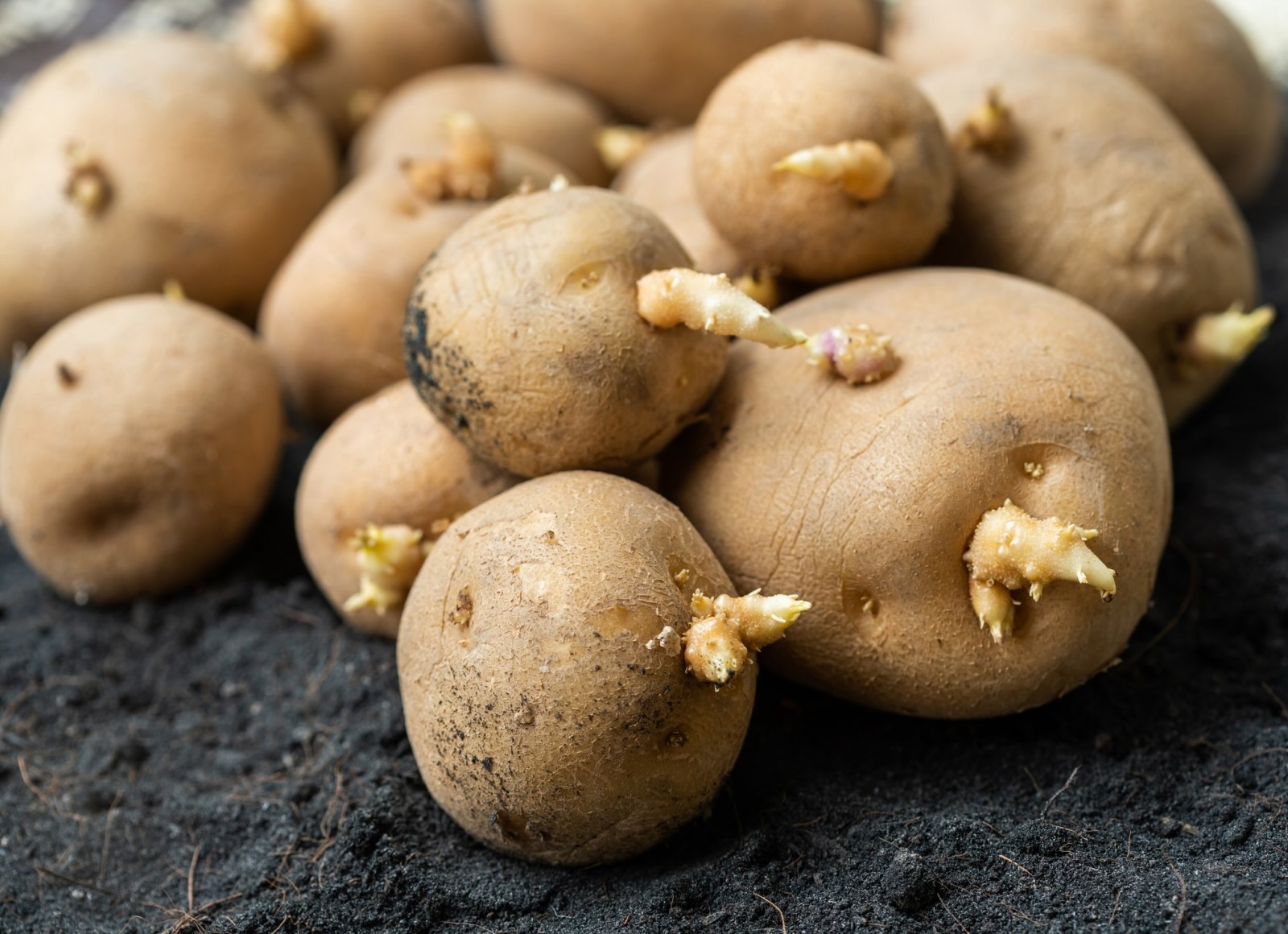 How To Store Potatoes Without Sprouting