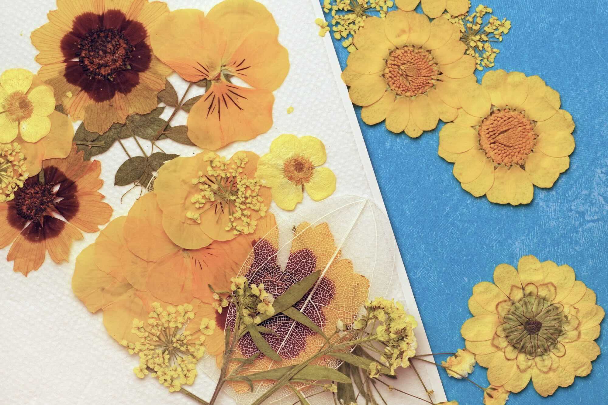 How To Store Pressed Flowers