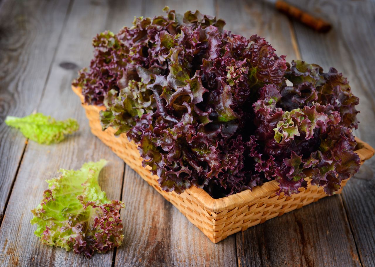 How To Store Red Leaf Lettuce