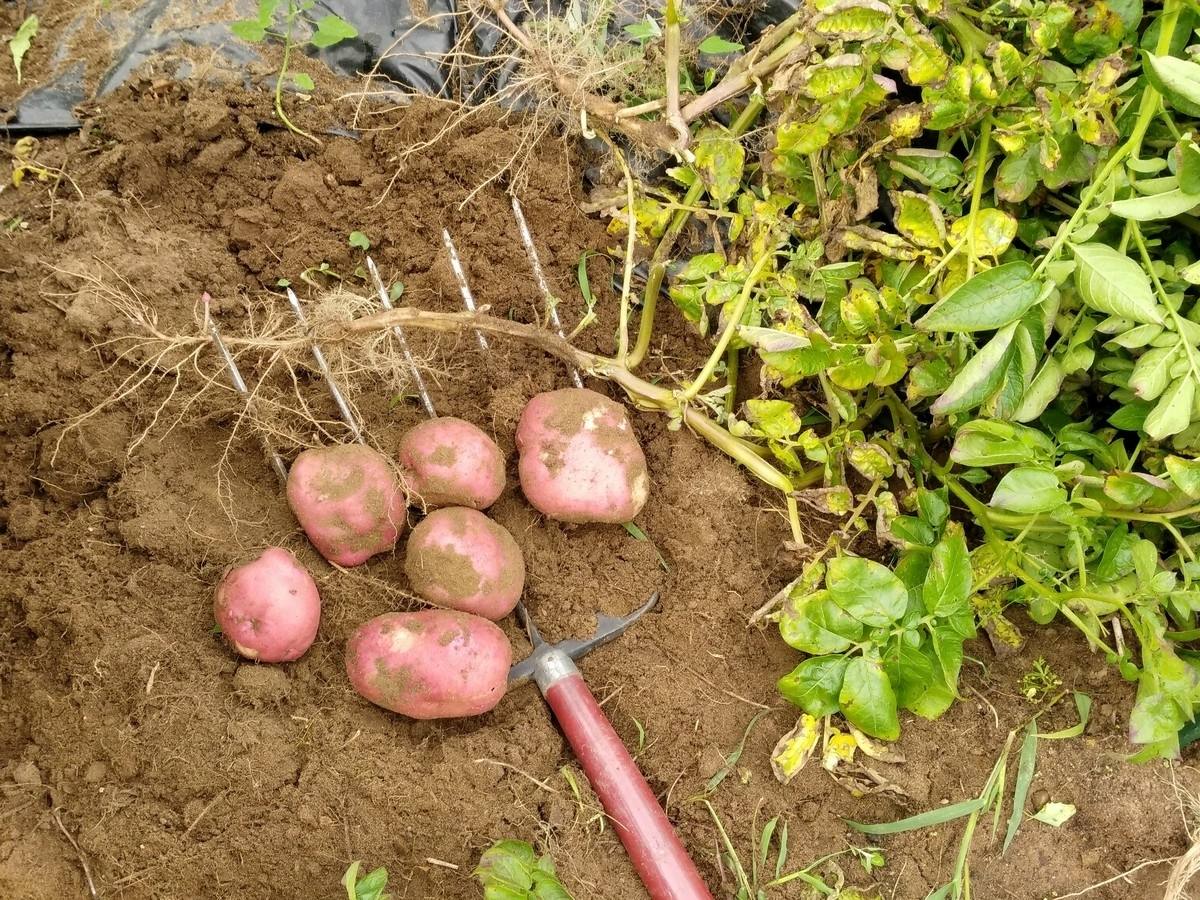 How To Store Red Potatoes From The Garden