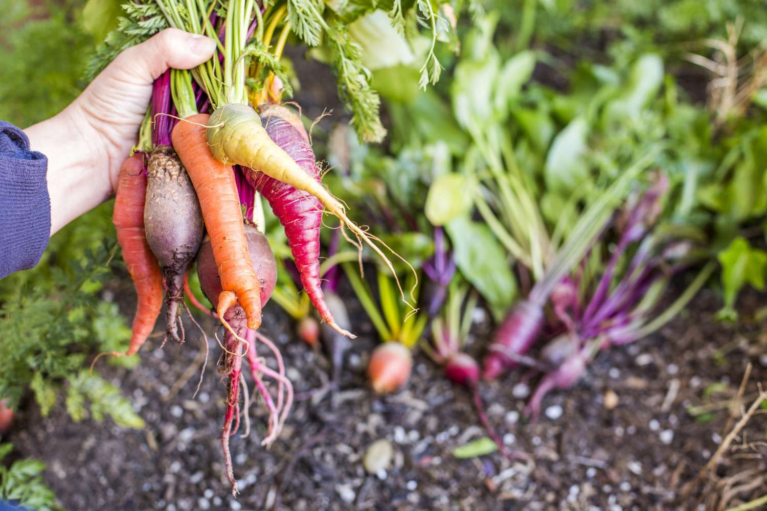 How To Store Root Vegetables Long Term