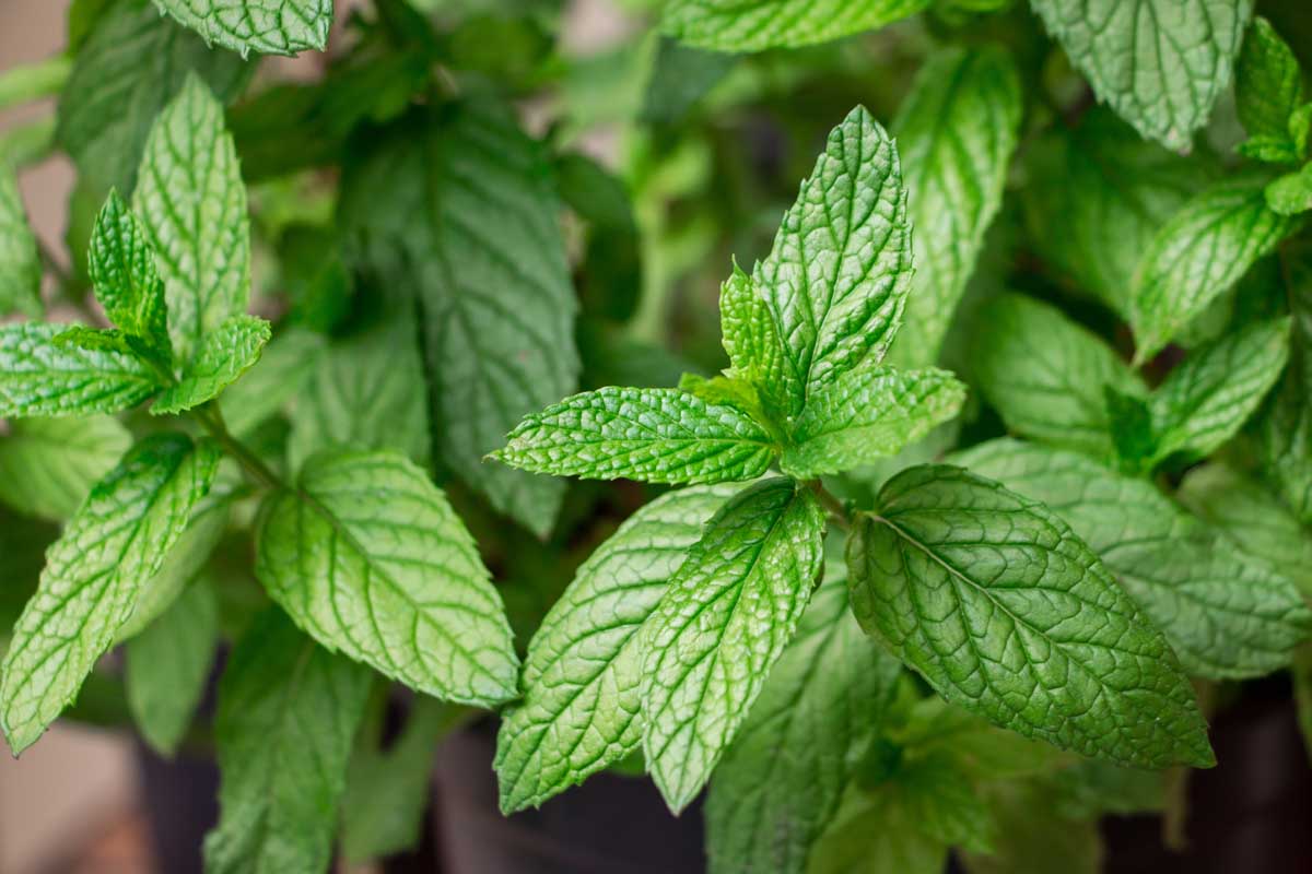 How To Store Spearmint