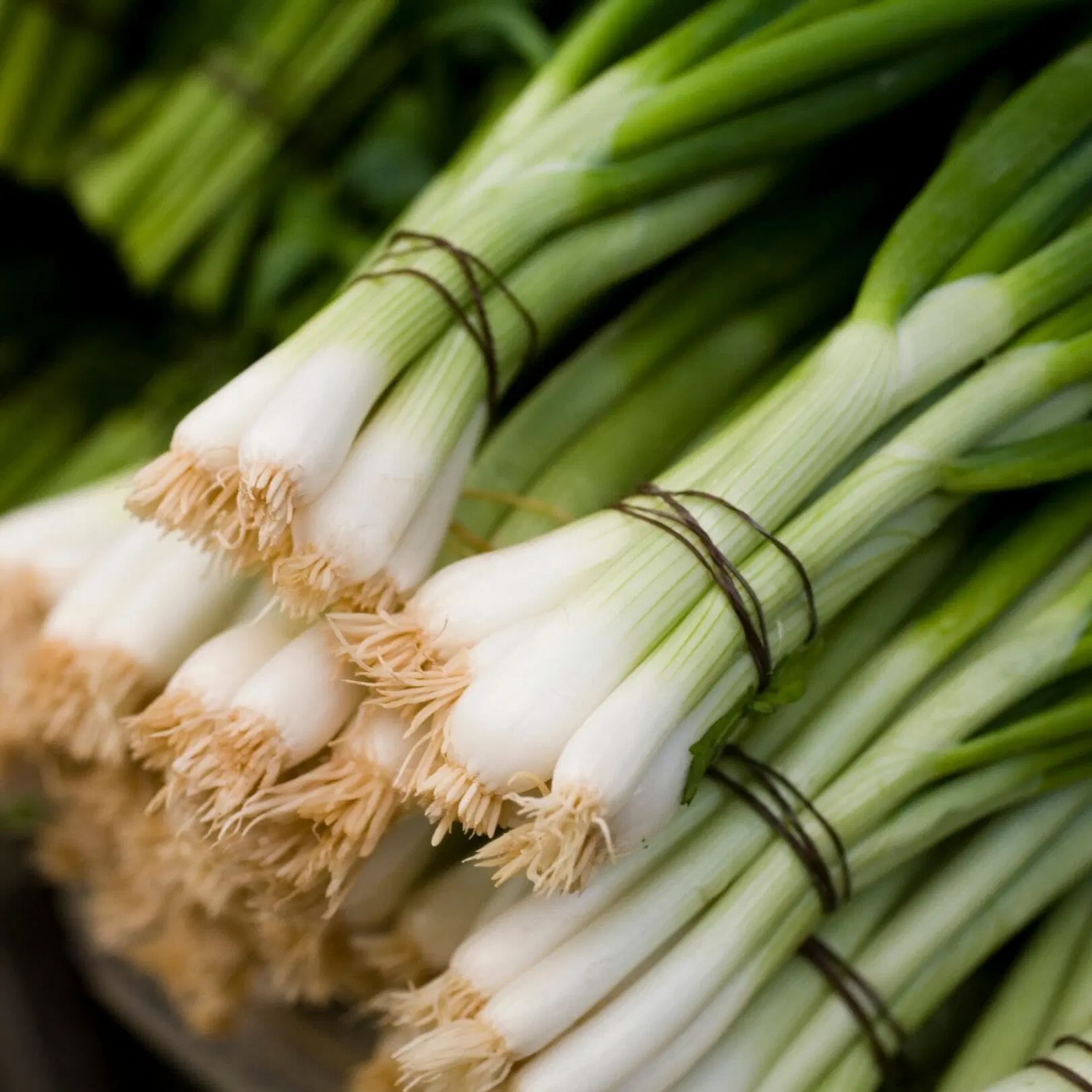 How To Store Spring Onions In Fridge