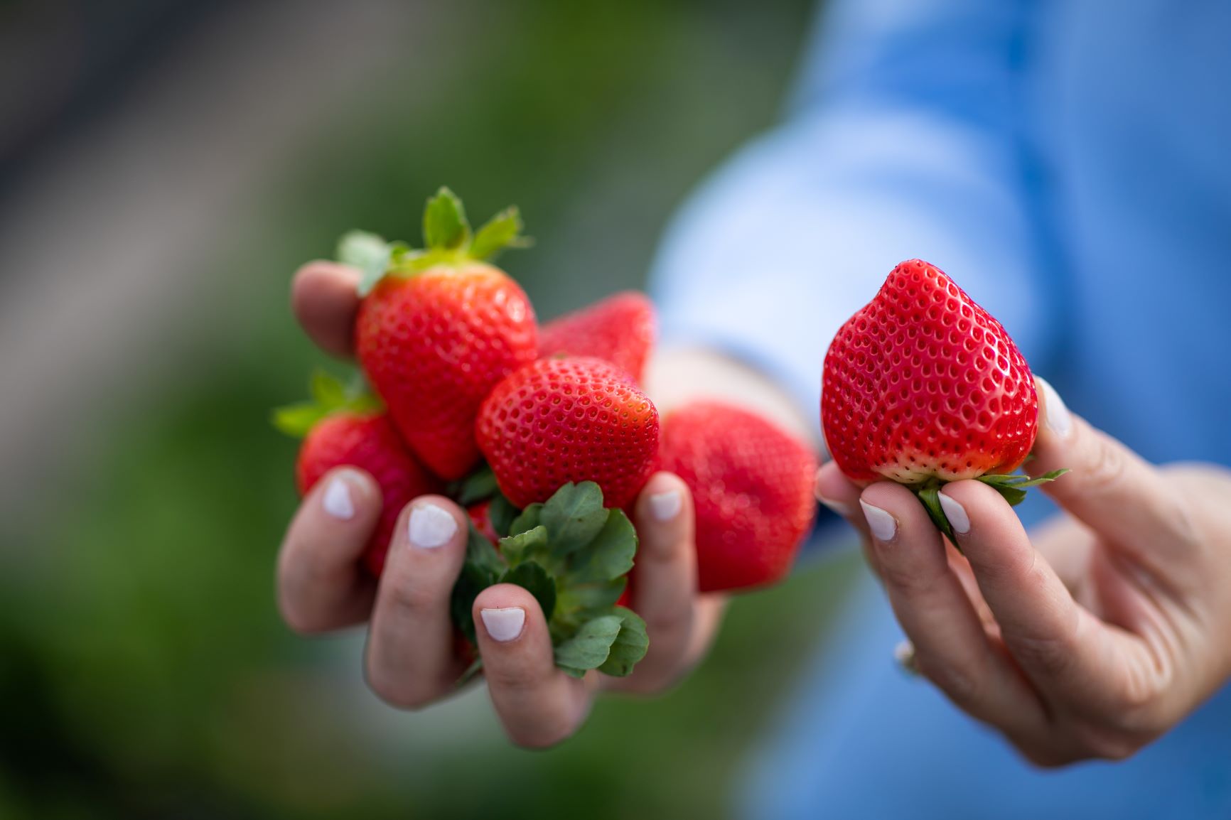 How To Store Strawberries After Picking