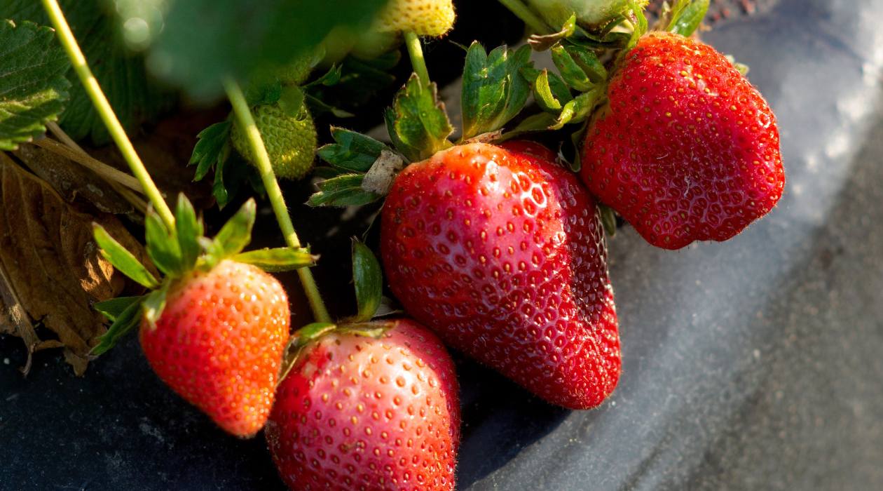 How To Store Strawberry Plants Over Winter