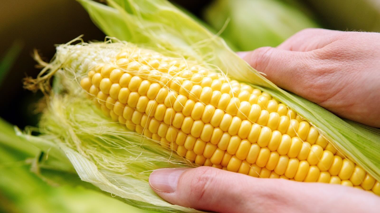 How To Store Sweet Corn For A Long Time