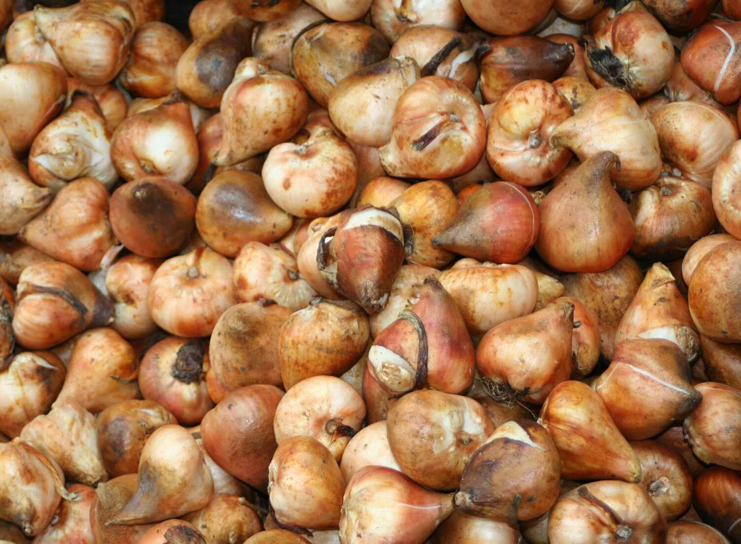 How To Store Tulip Bulbs After Flowering