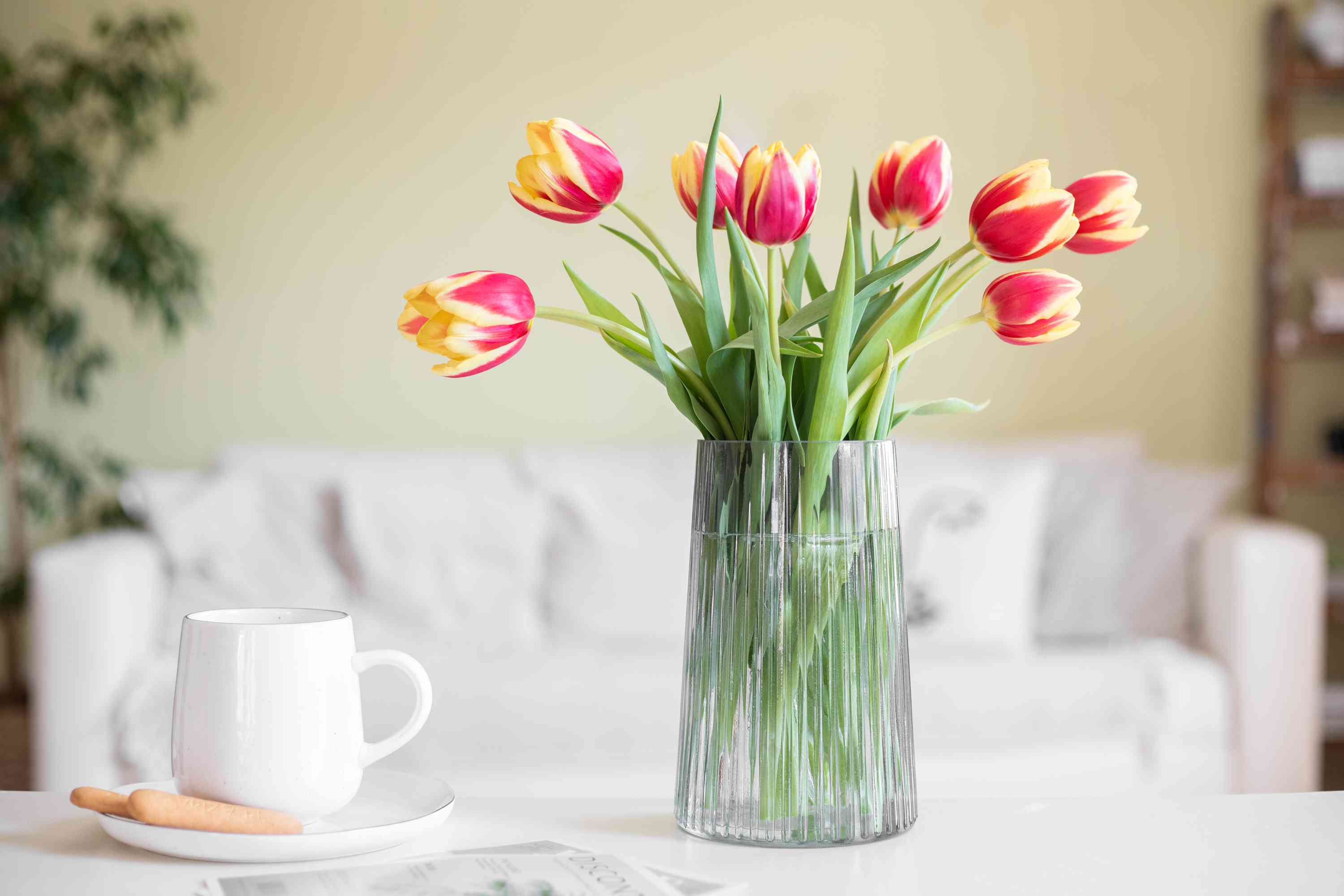 How To Store Tulips After They Bloom