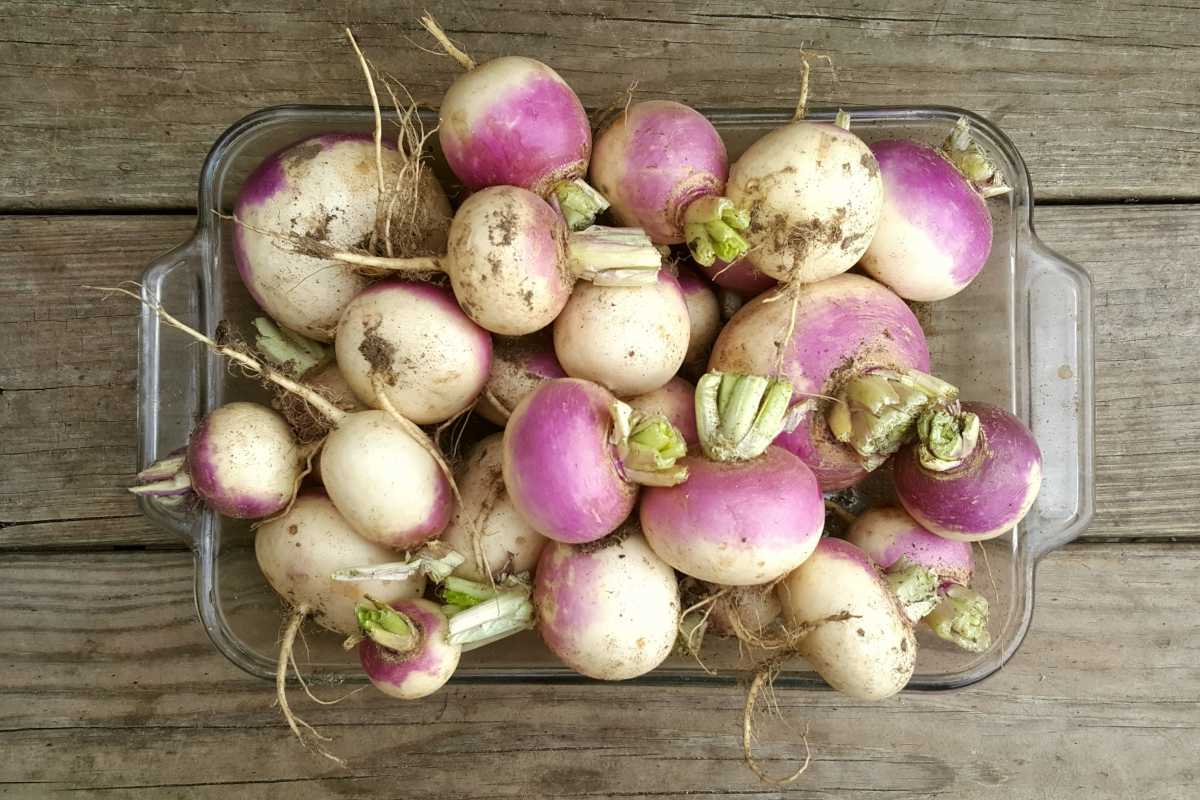 How To Store Turnips In The Fridge