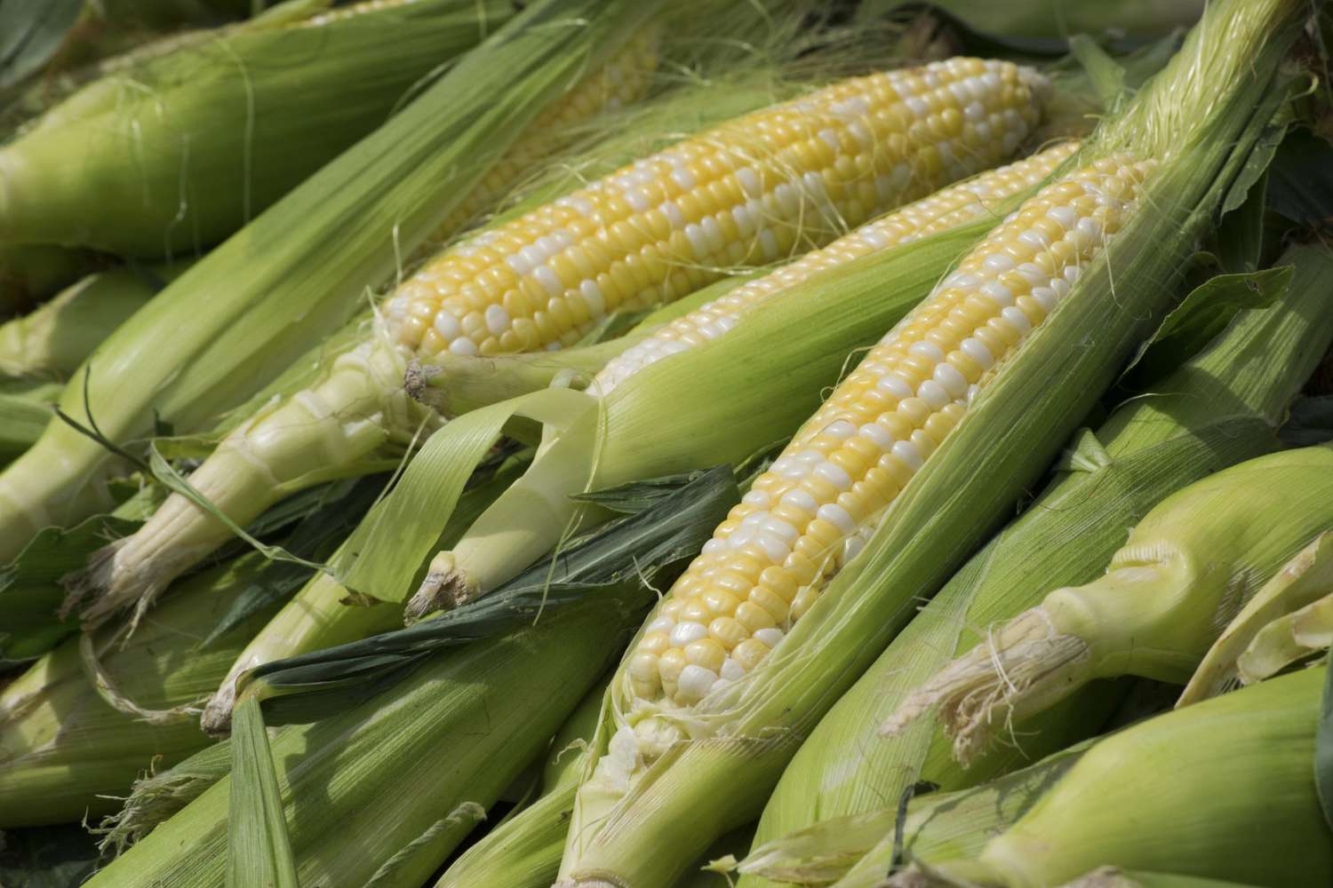 How To Store Uncooked Corn On The Cob