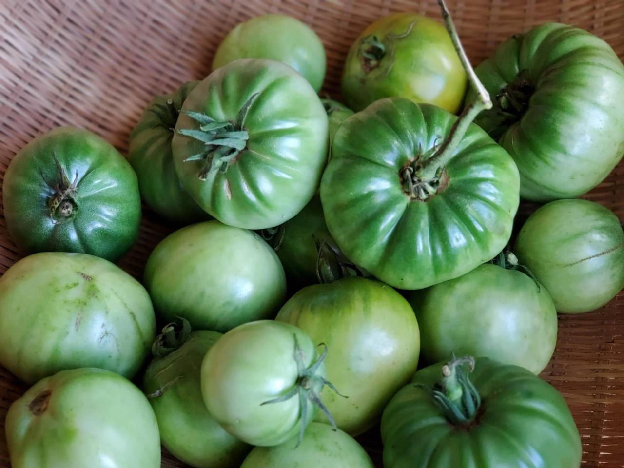 How To Store Unripe Tomatoes