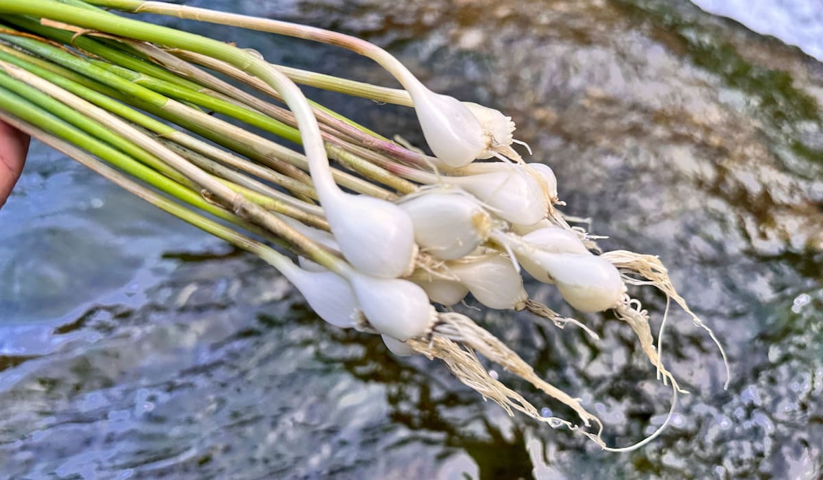 How To Store Wild Onions