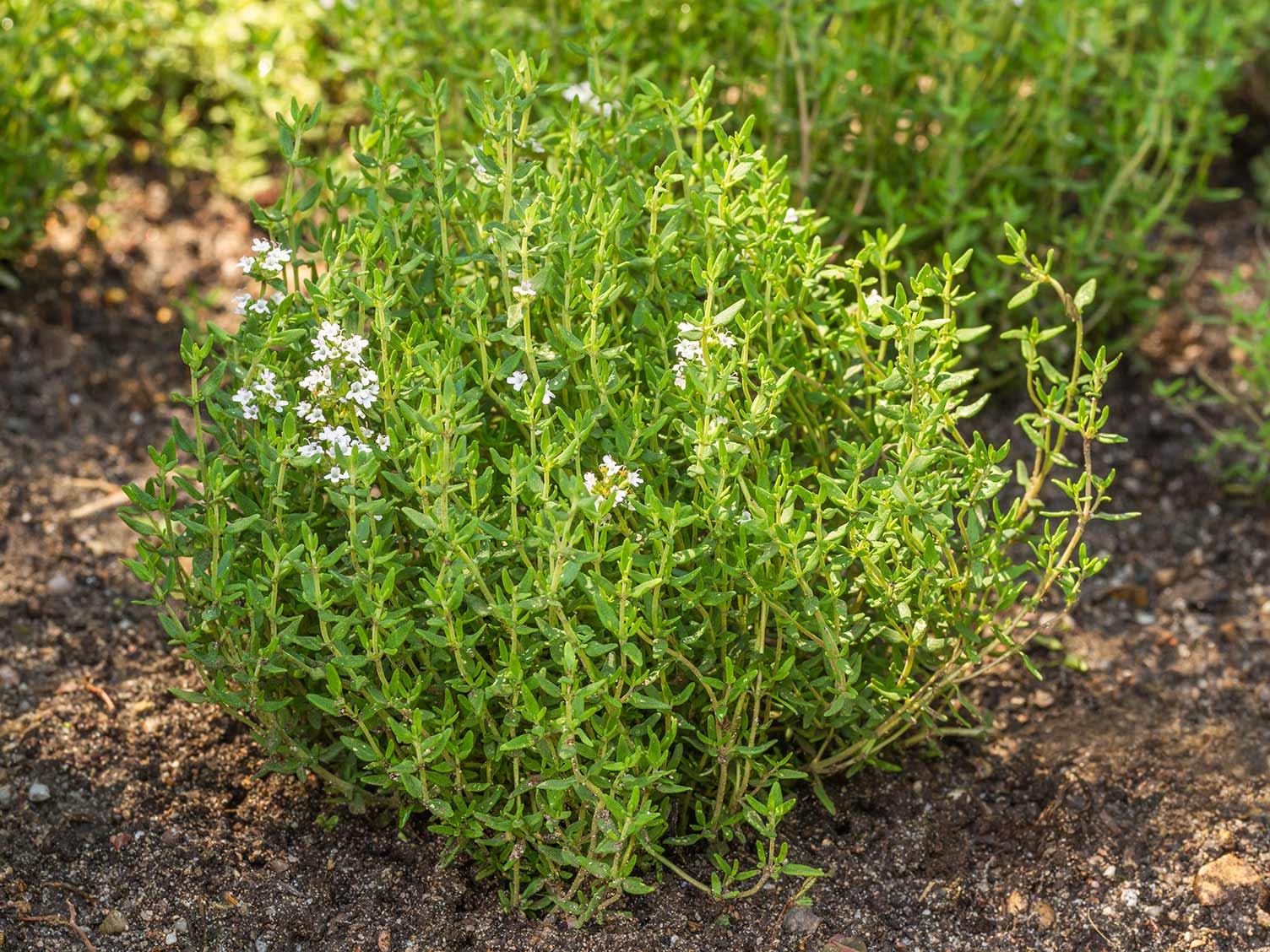 How To Take Care Of A Thyme Plant