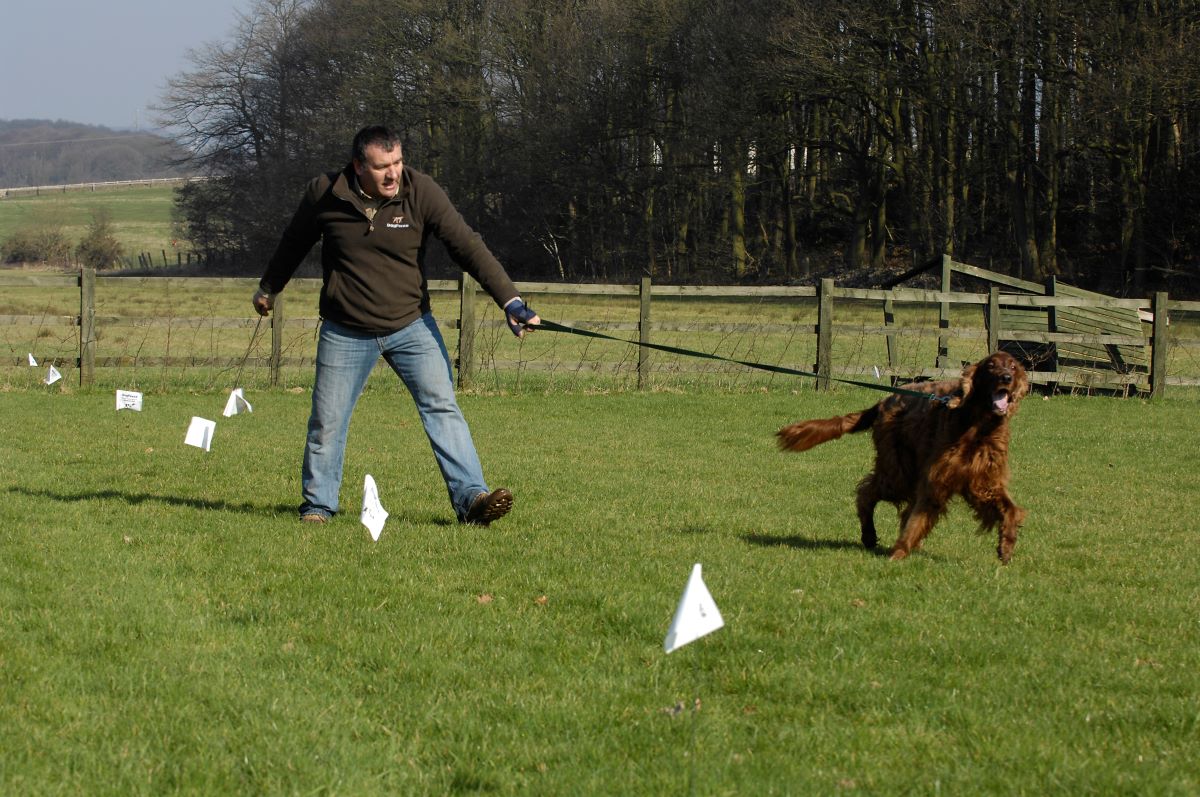How To Train A Dog On An Electric Fence