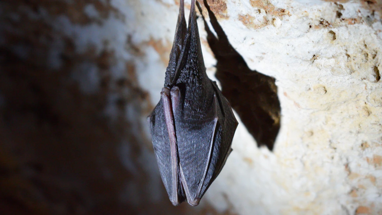 What Do Bats Sound Like In Your Attic